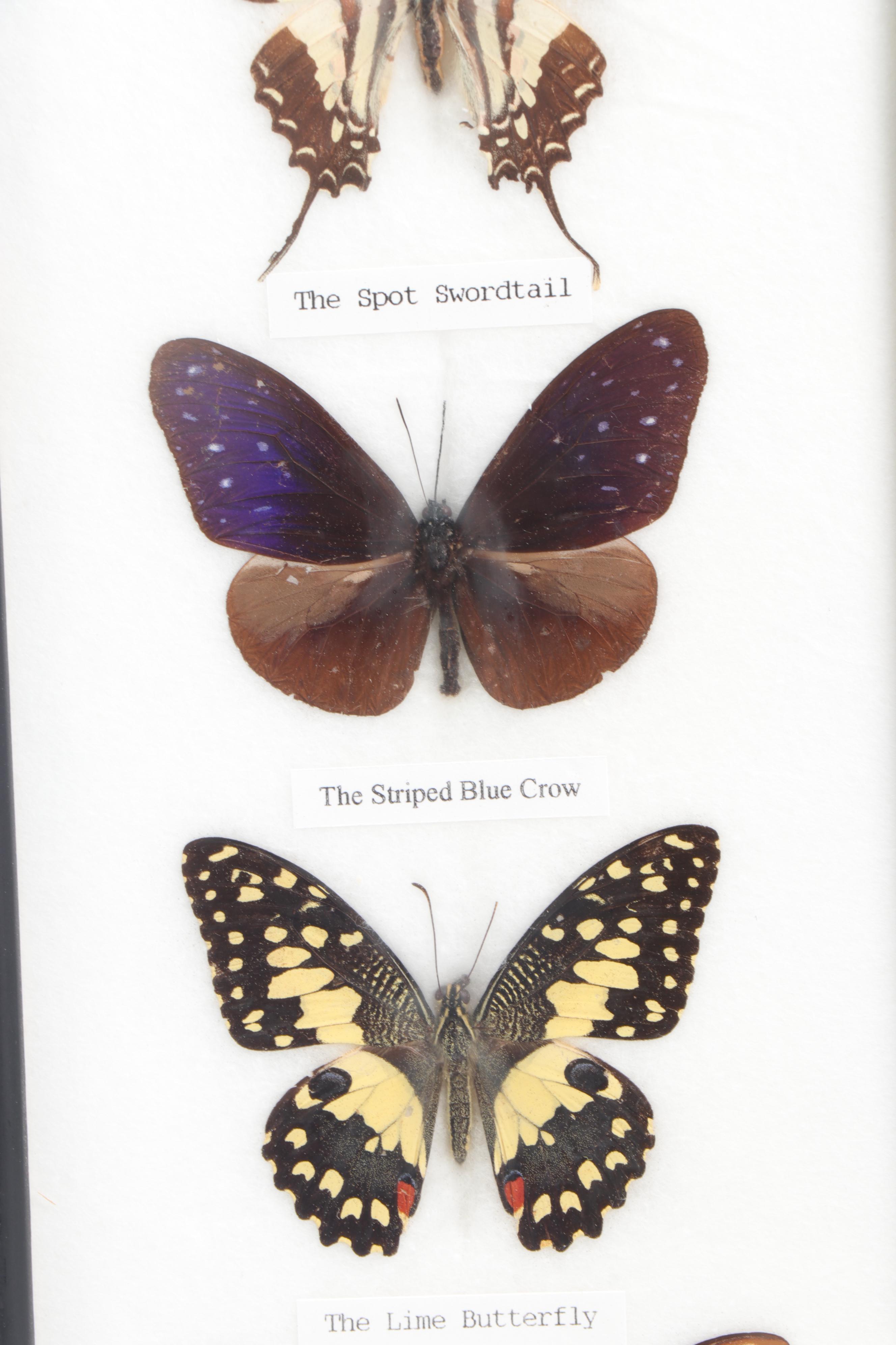 Mounted and Framed Butterfly Collection