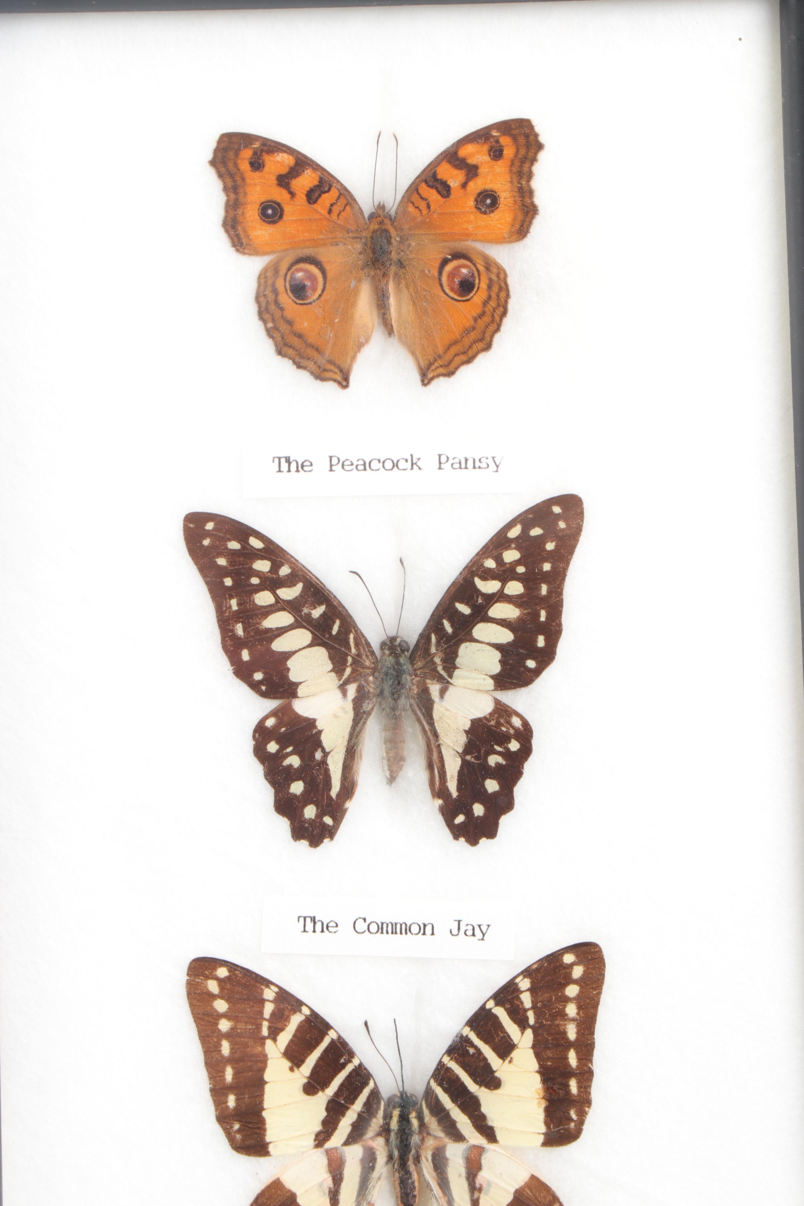 Mounted and Framed Butterfly Collection