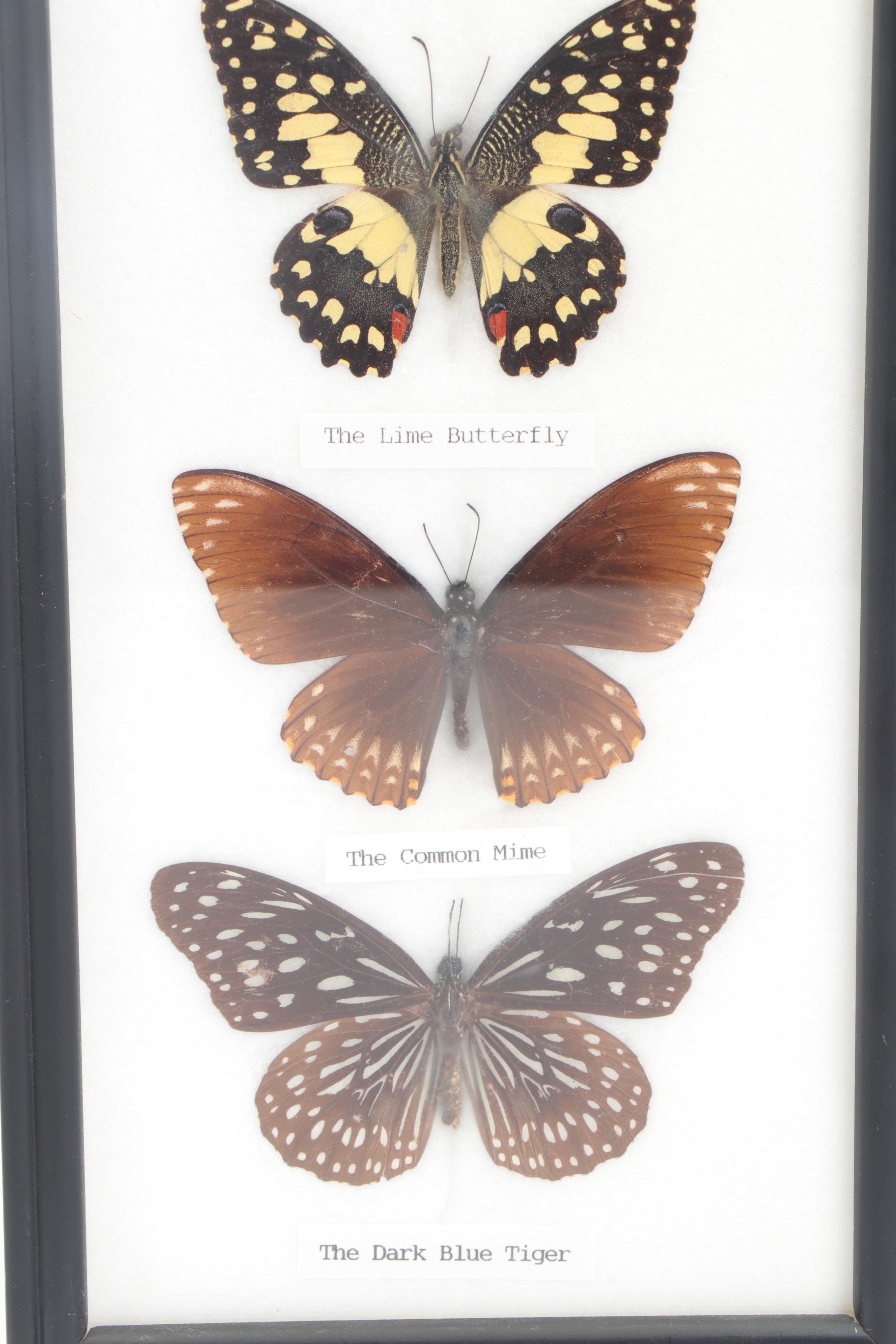 Mounted and Framed Butterfly Collection