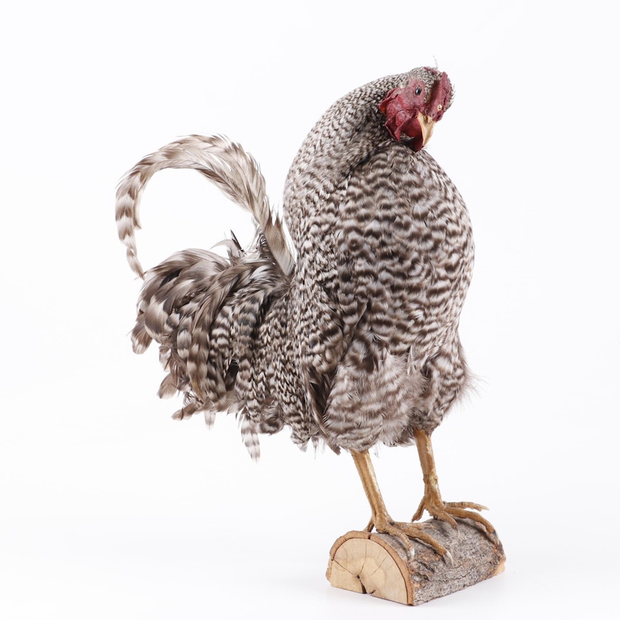 Taxidermy Rooster Full Body Mount