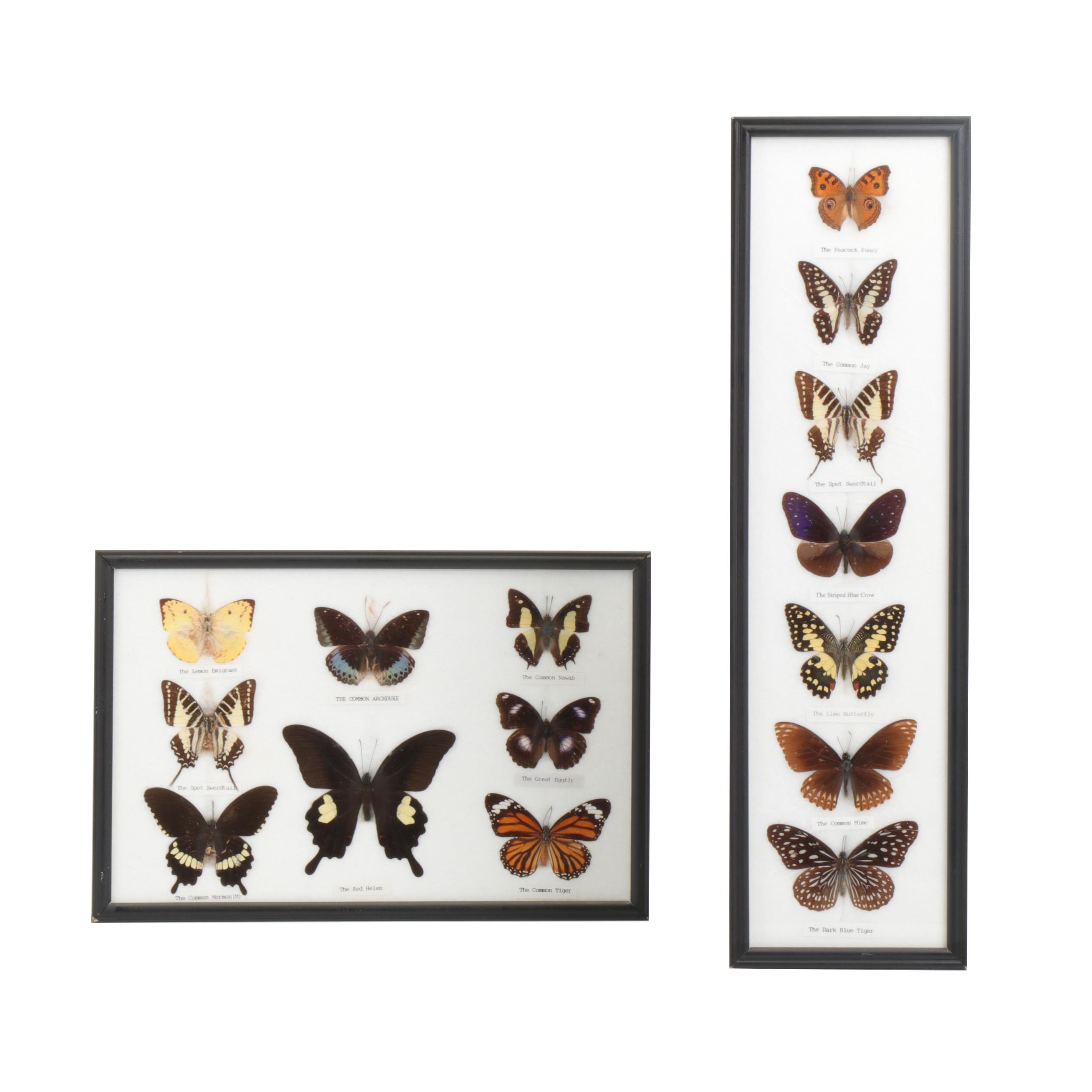 Mounted and Framed Butterfly Collection