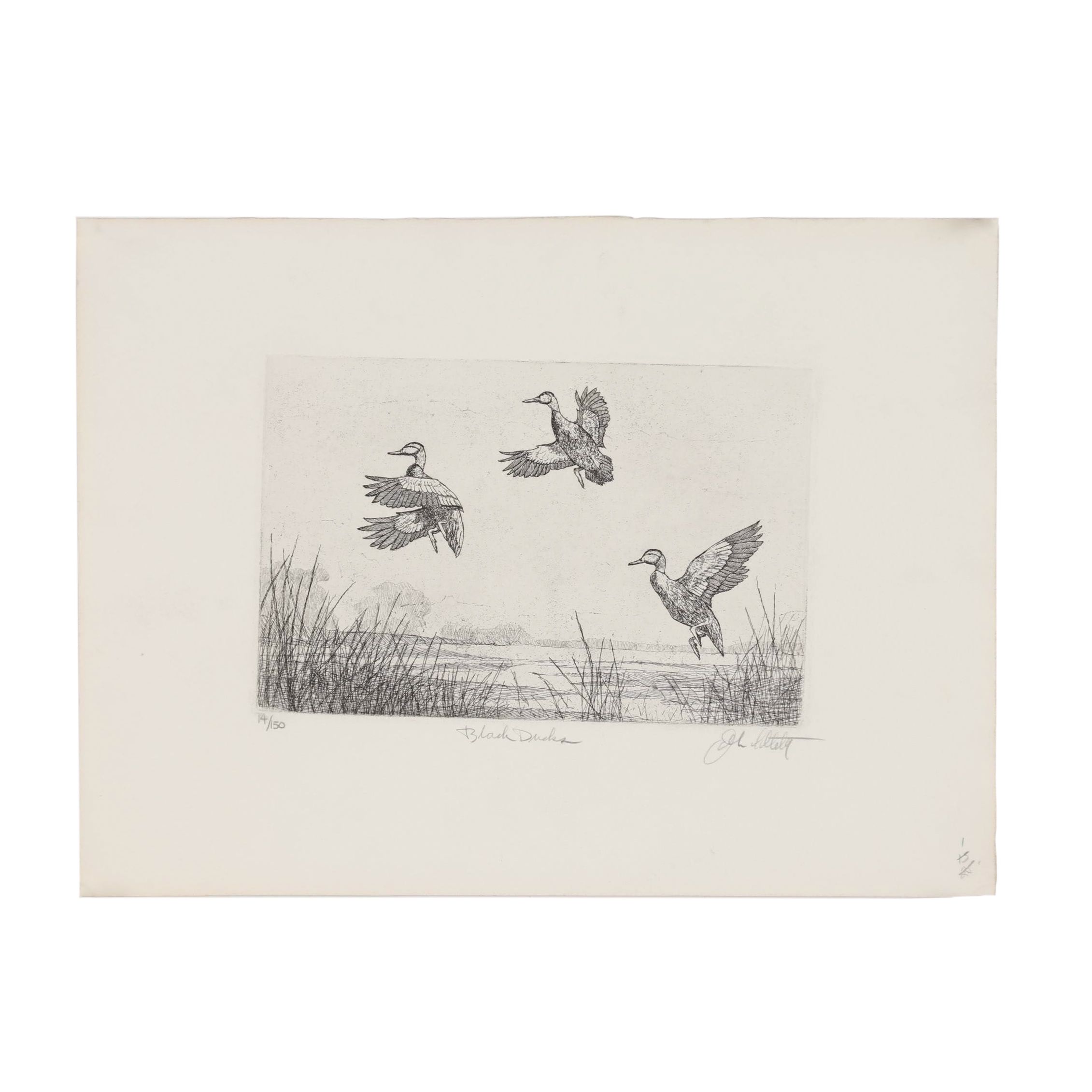 John Collette Etching "Black Ducks"