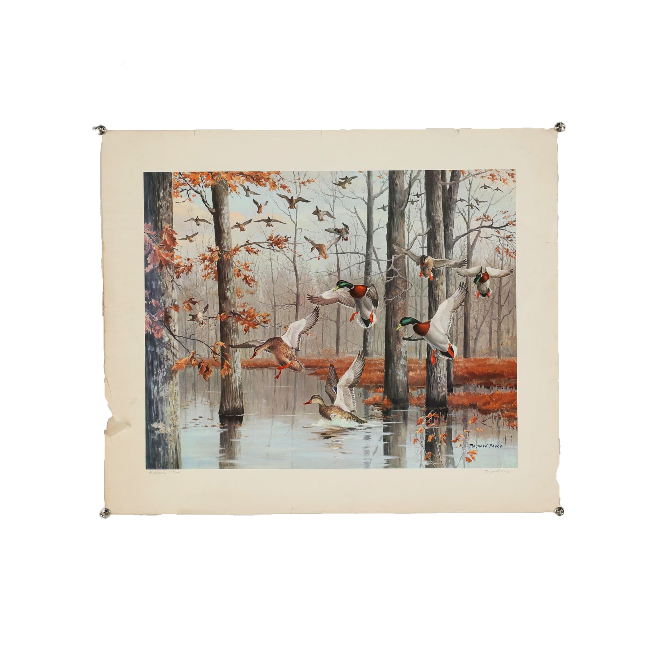 Maynard Reece Wildlife Offset Lithograph "Mallards"