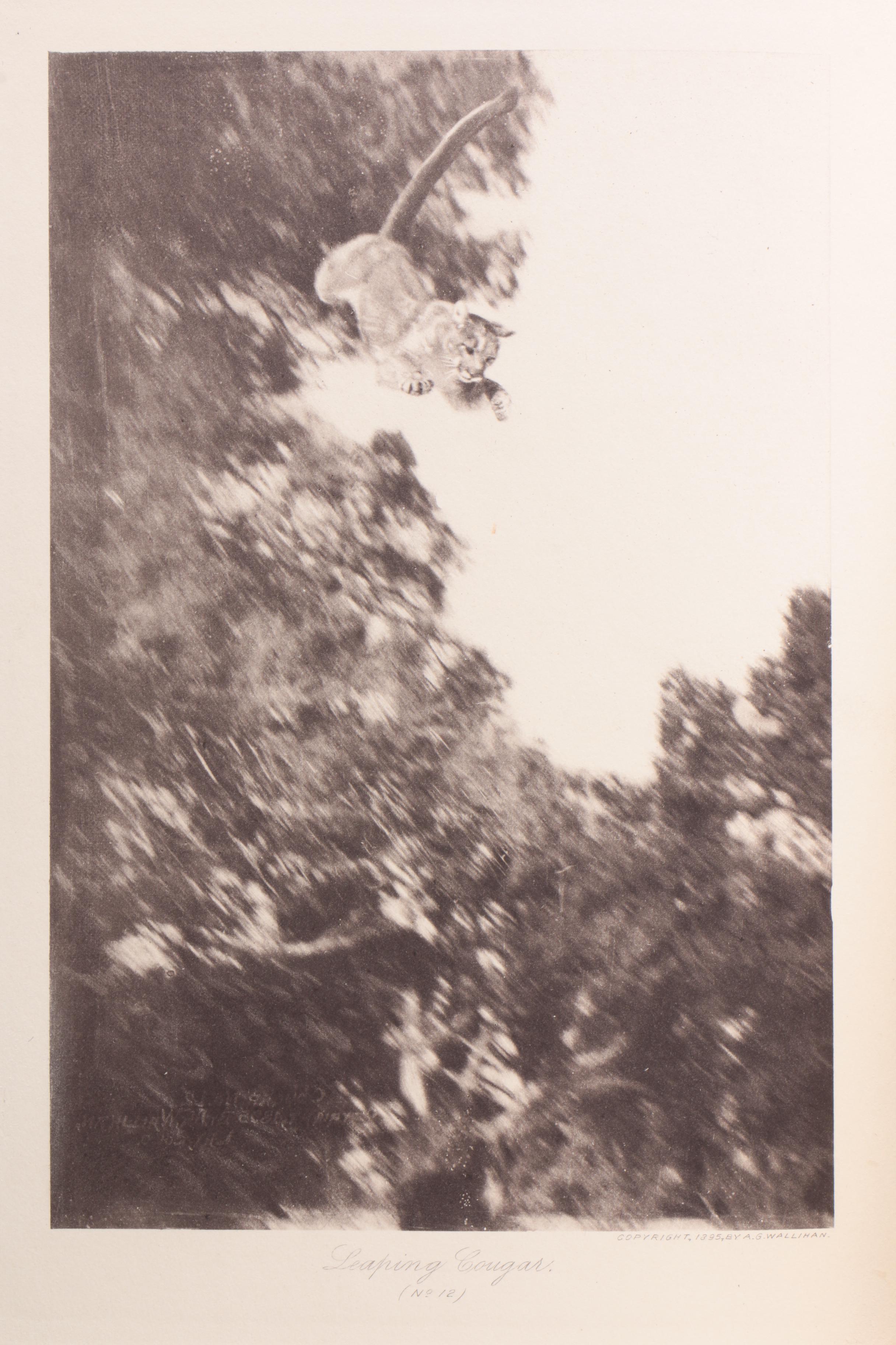 Big Game Photography and Hunting Books including "Camera Shots at Big Game"