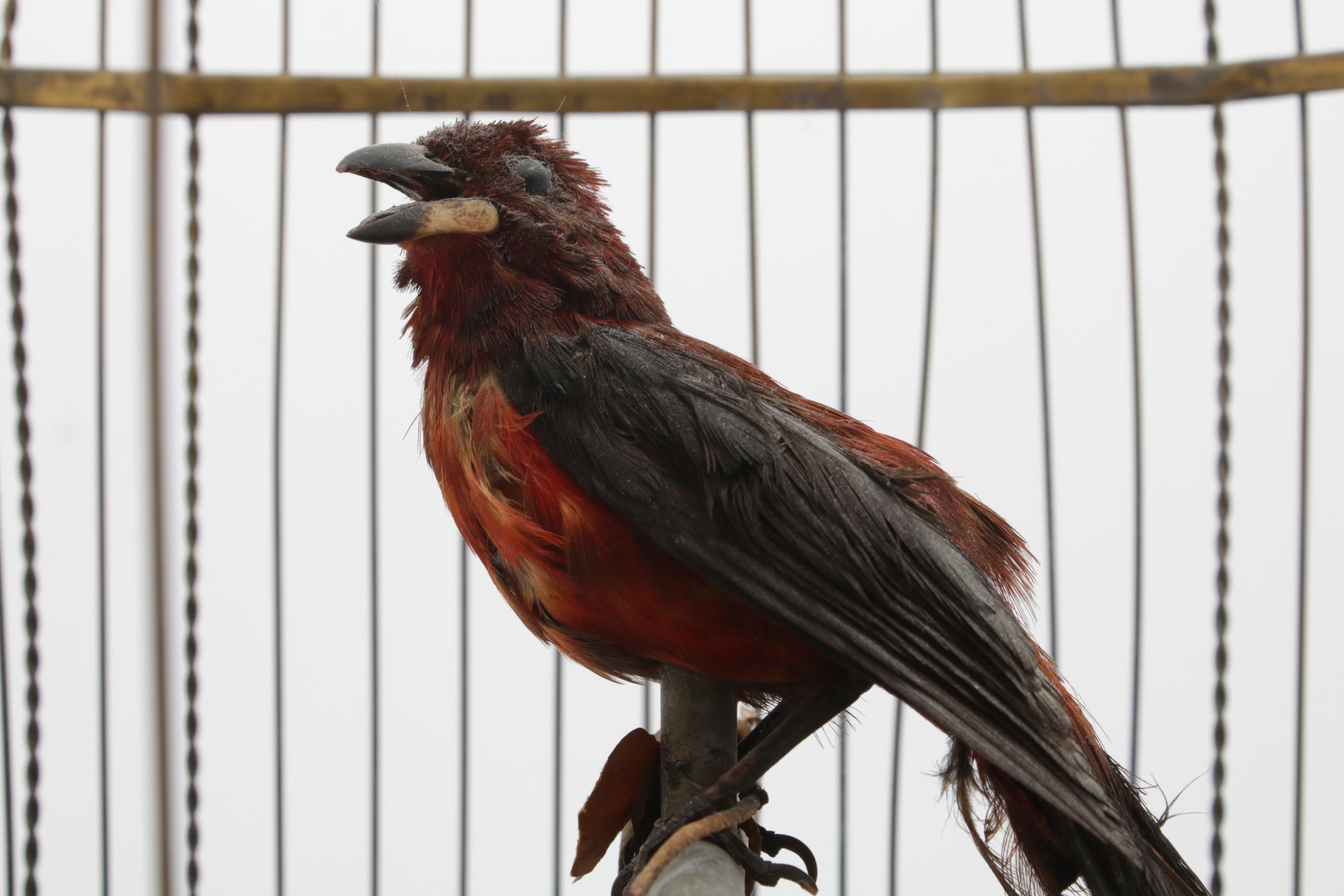 Bontams Antique French Triple Singing Bird Cage Automaton