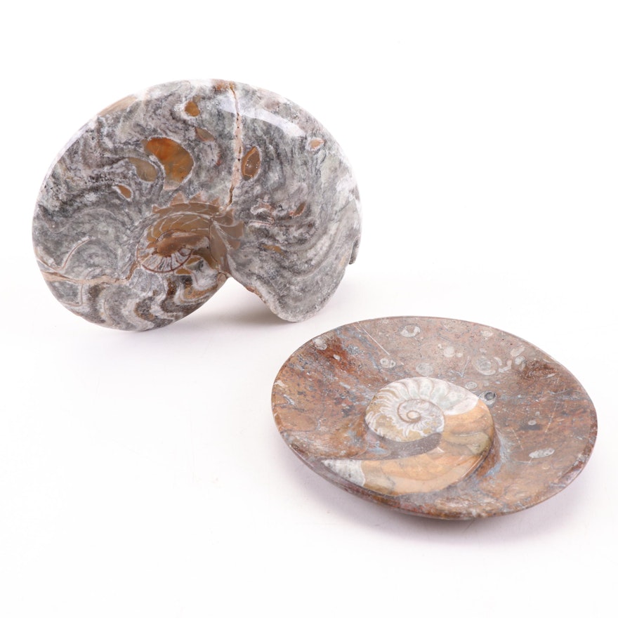 Ammonite Fossil Specimens