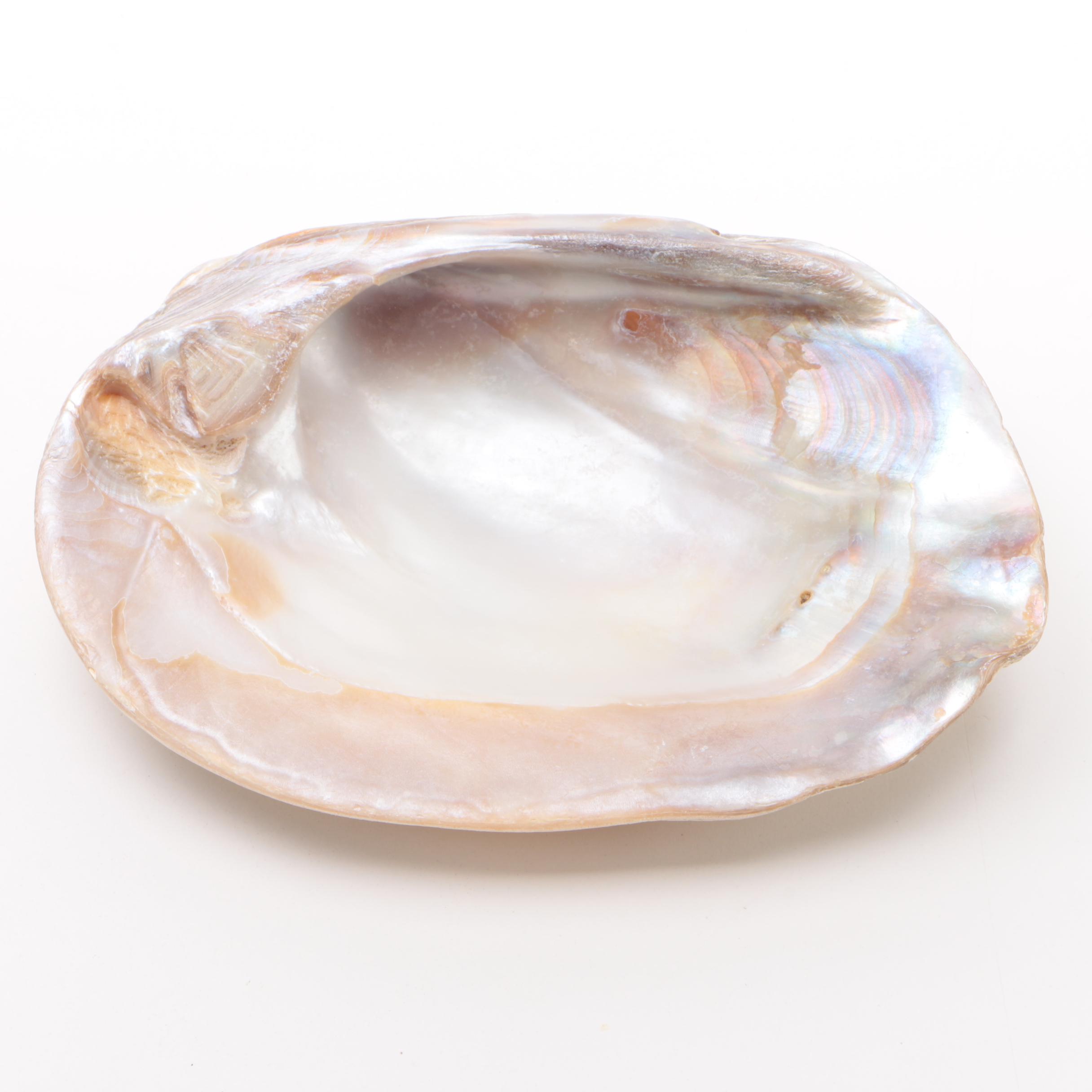 Mother of Pearl Clam Shell