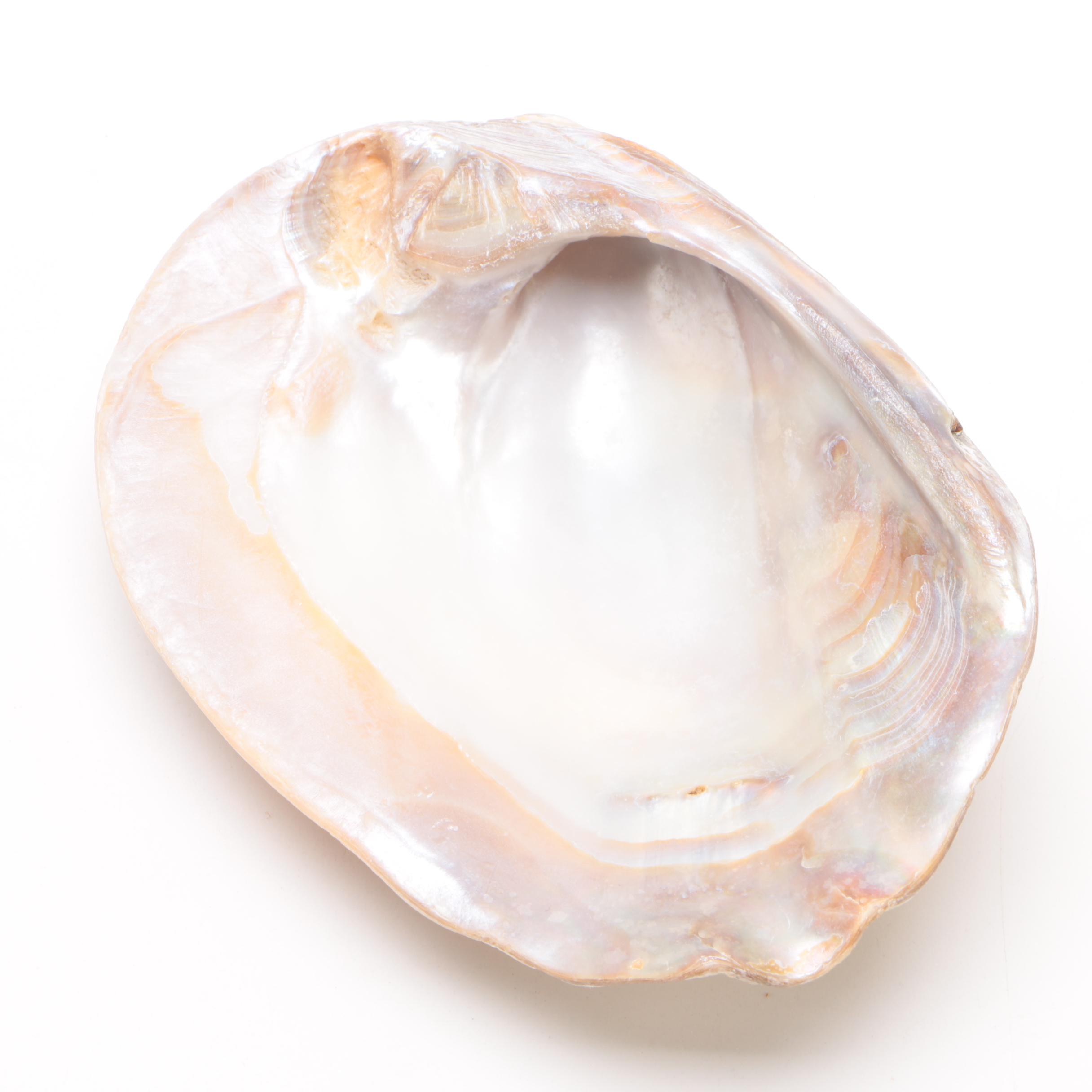 Mother of Pearl Clam Shell