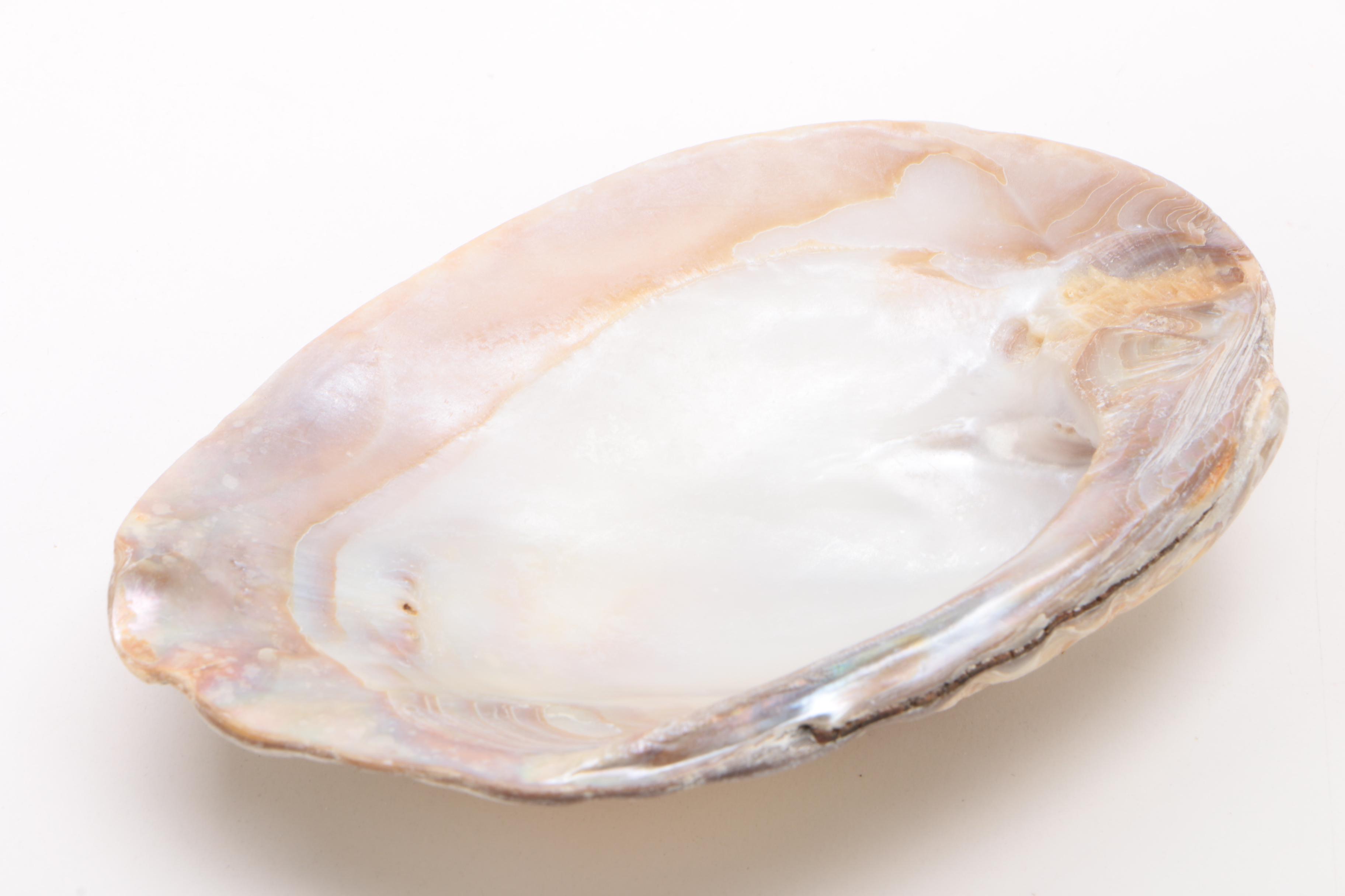 Mother of Pearl Clam Shell