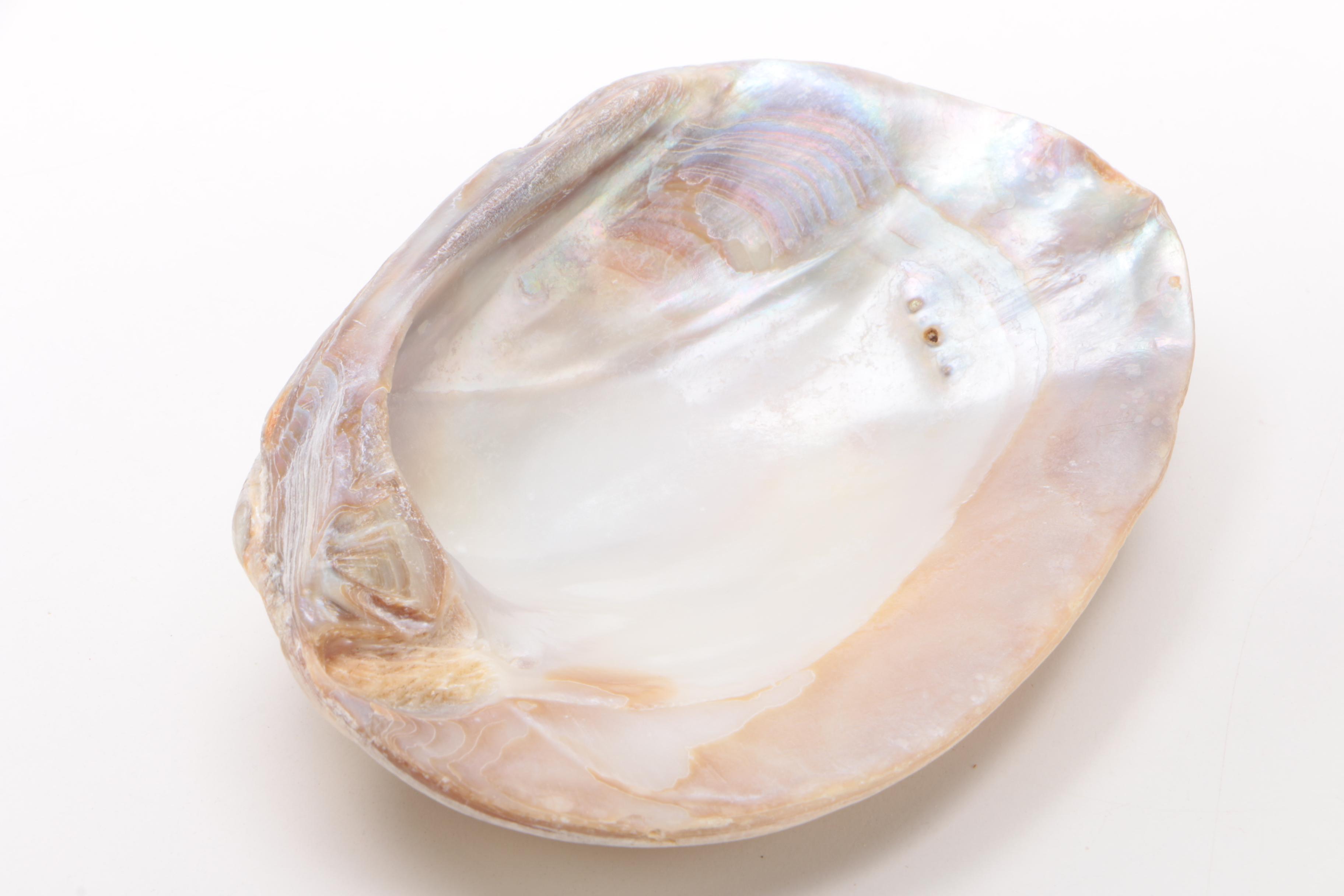 Mother of Pearl Clam Shell