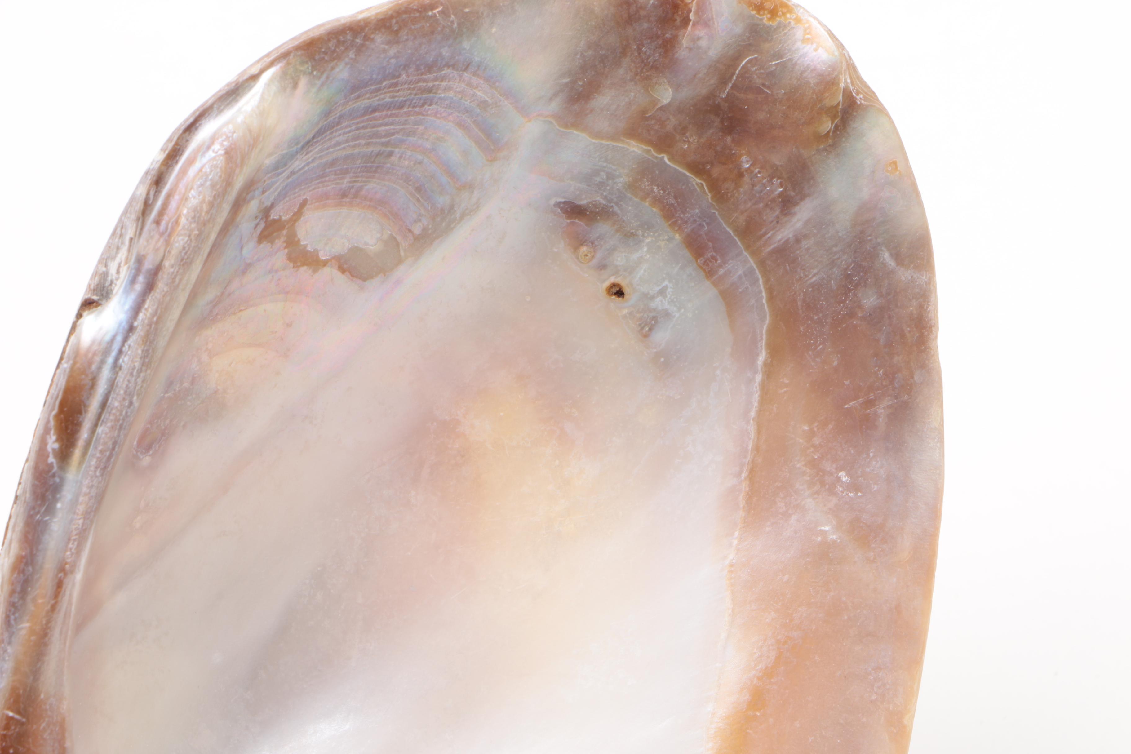 Mother of Pearl Clam Shell