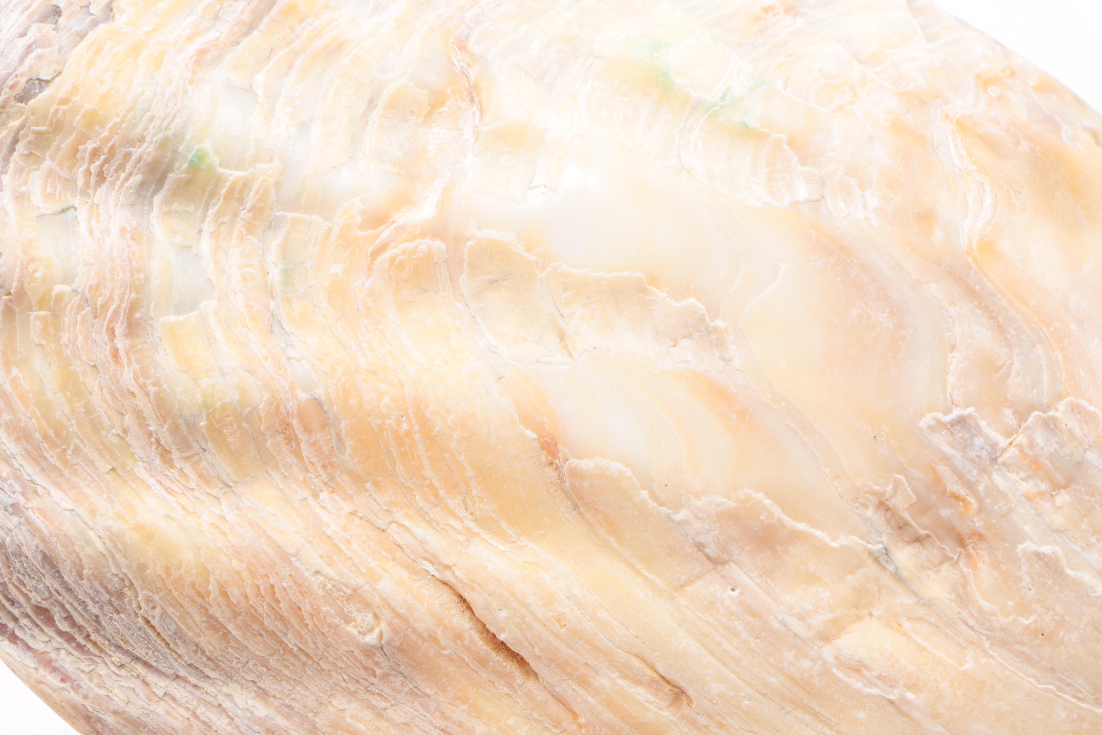 Mother of Pearl Clam Shell