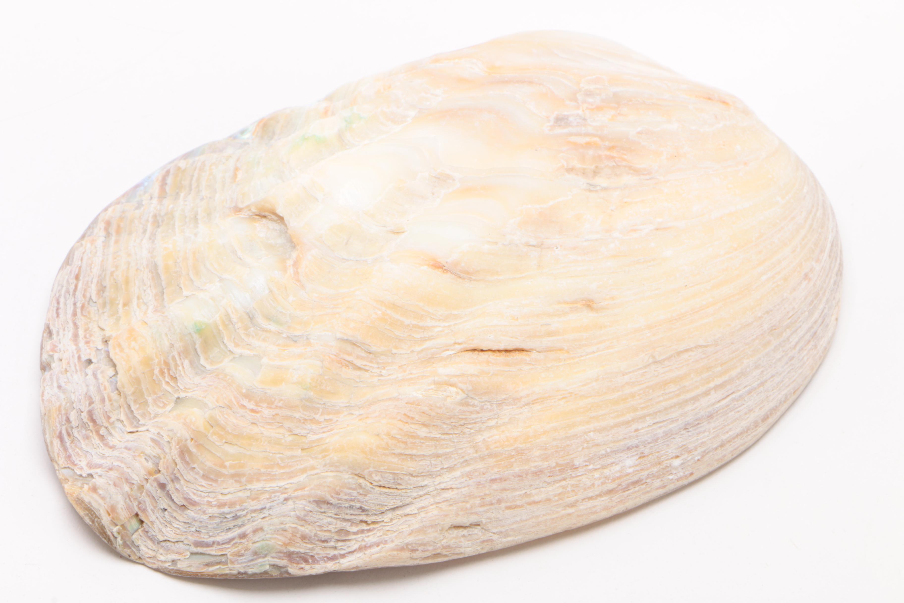 Mother of Pearl Clam Shell