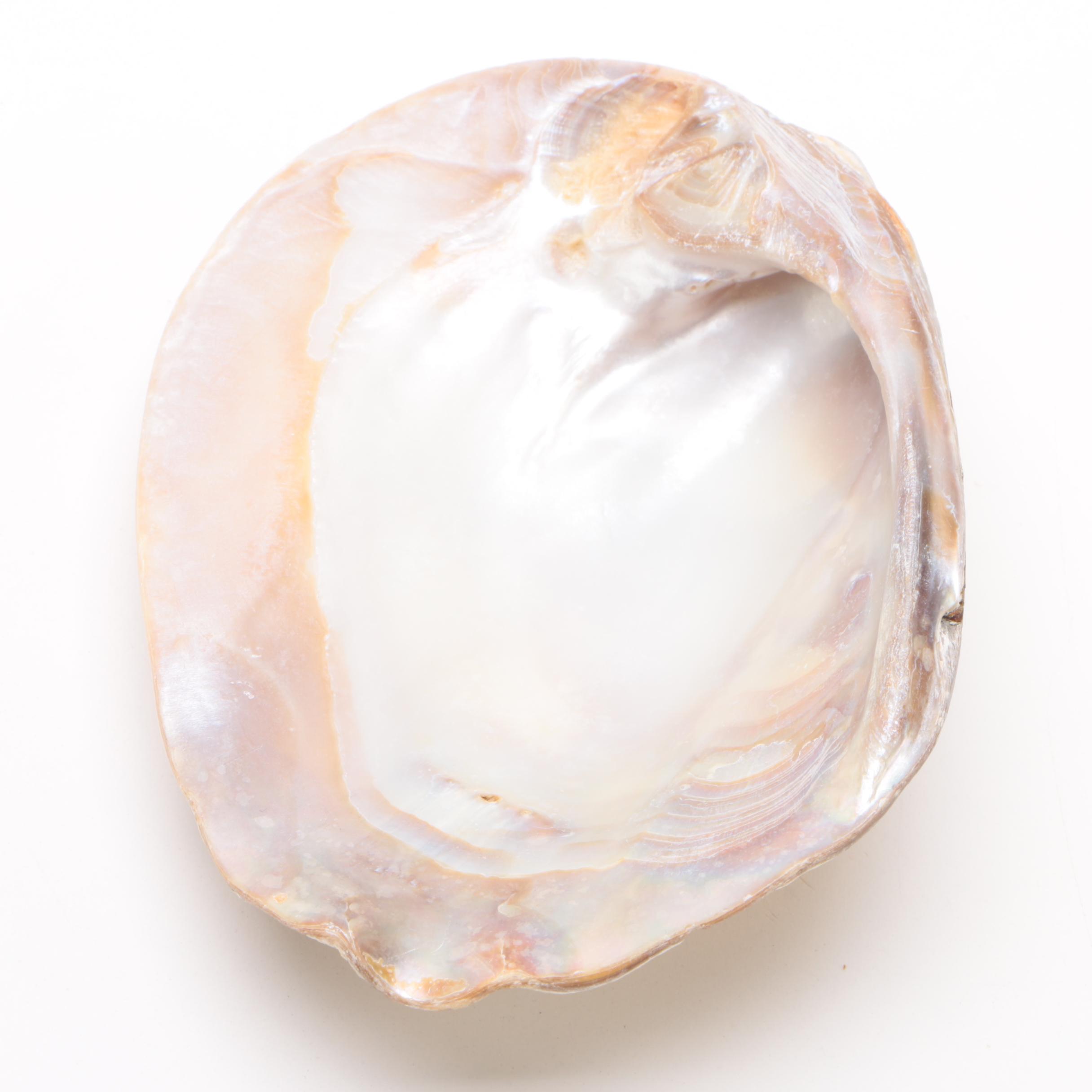 Mother of Pearl Clam Shell