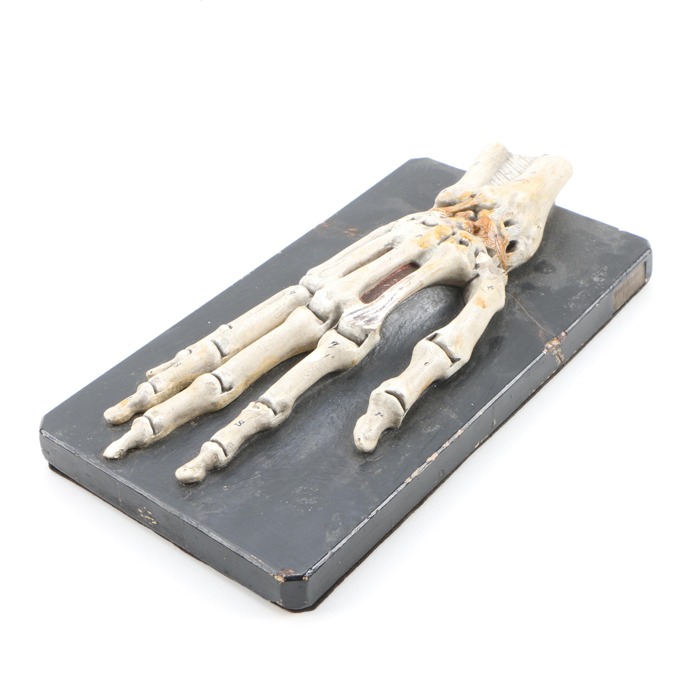 Bock-Steger Plaster Anatomical Model of Skeletal Hand, Late 19th Century