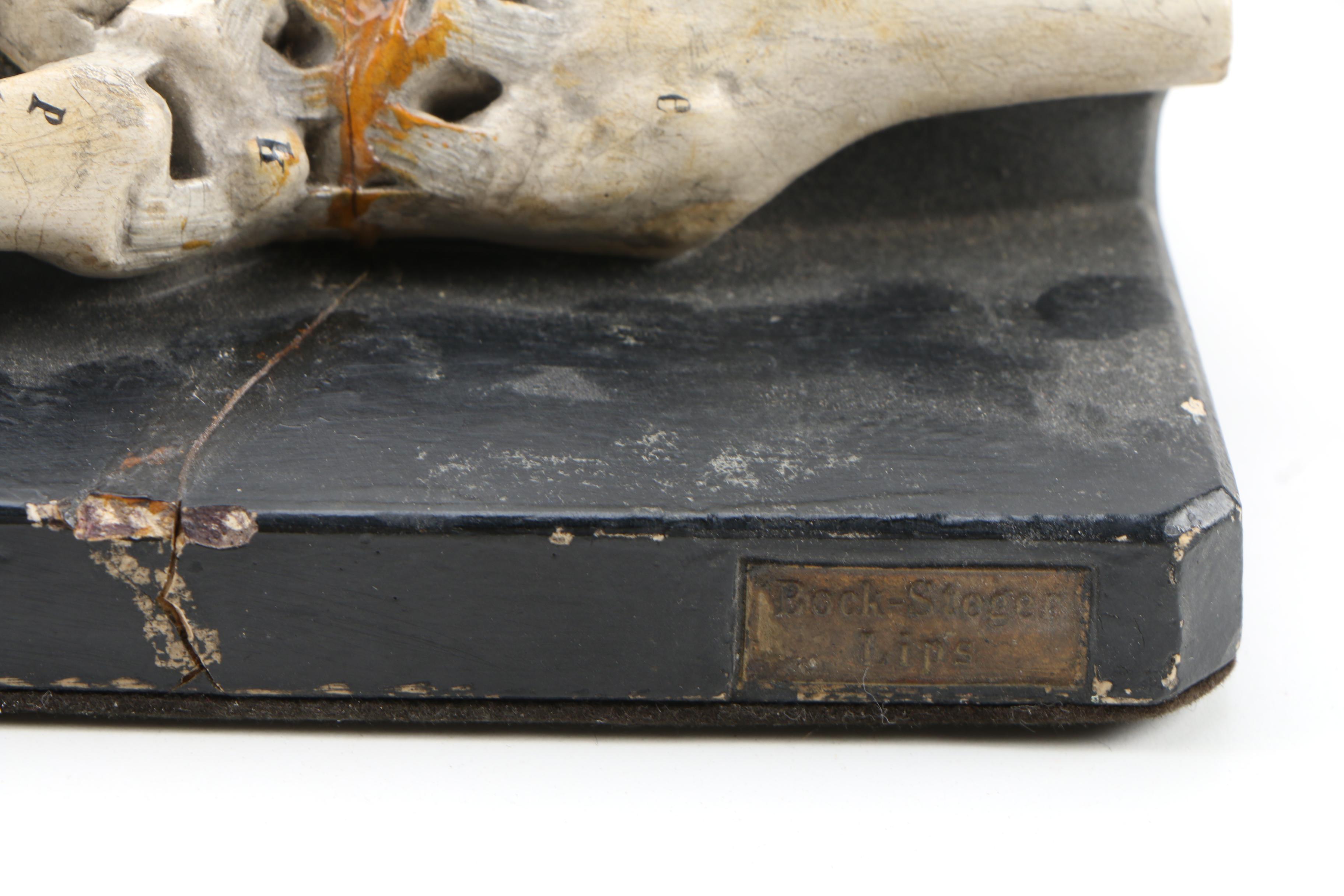 Bock-Steger Plaster Anatomical Model of Skeletal Hand, Late 19th Century