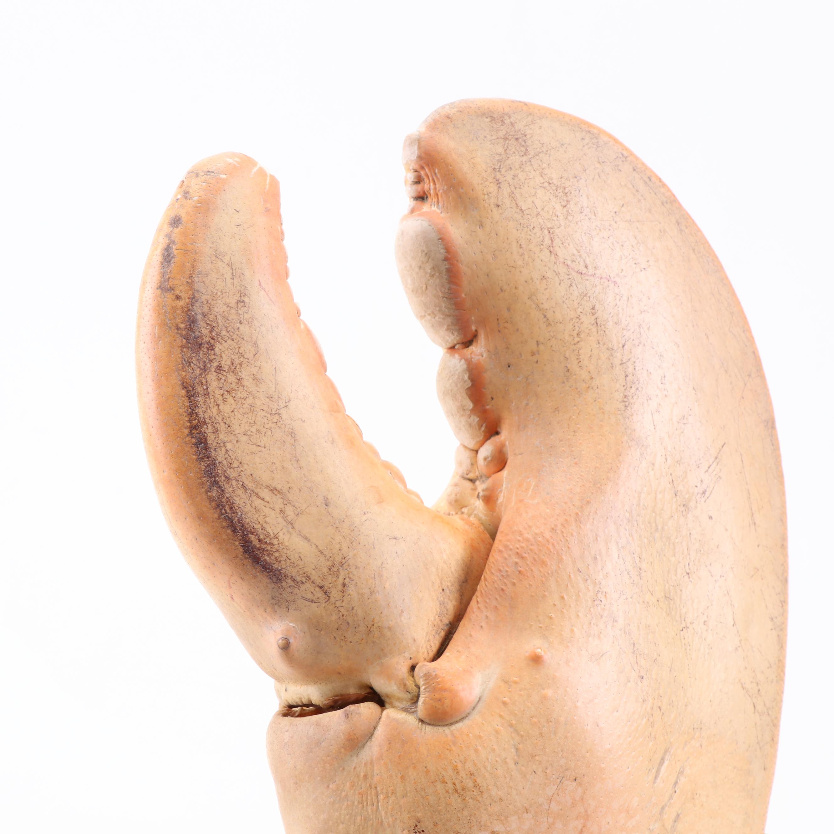 Massive Lobster Crusher Claw on Custom Display Stand, Vintage