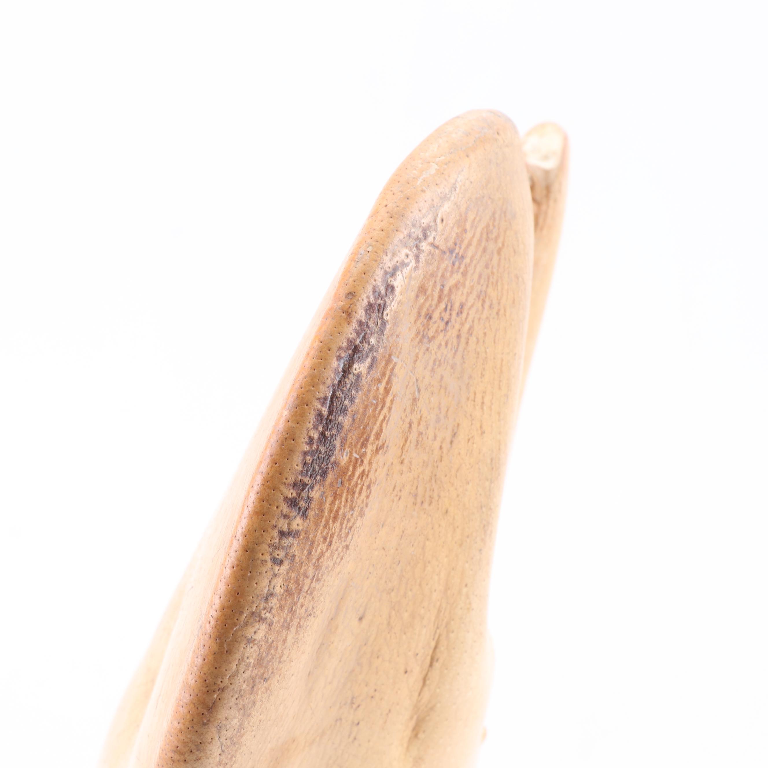 Massive Lobster Crusher Claw on Custom Display Stand, Vintage