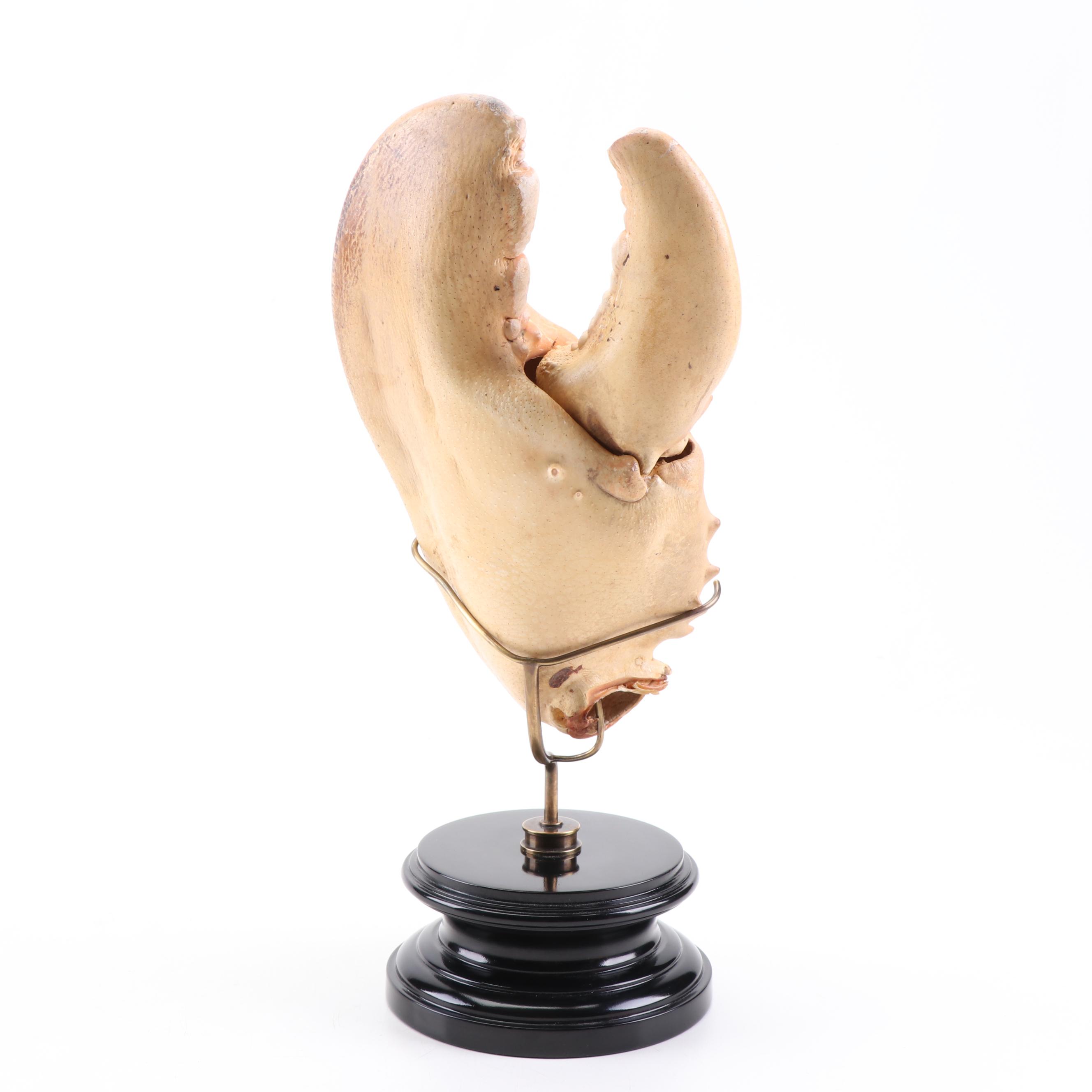 Massive Lobster Crusher Claw on Custom Display Stand, Vintage