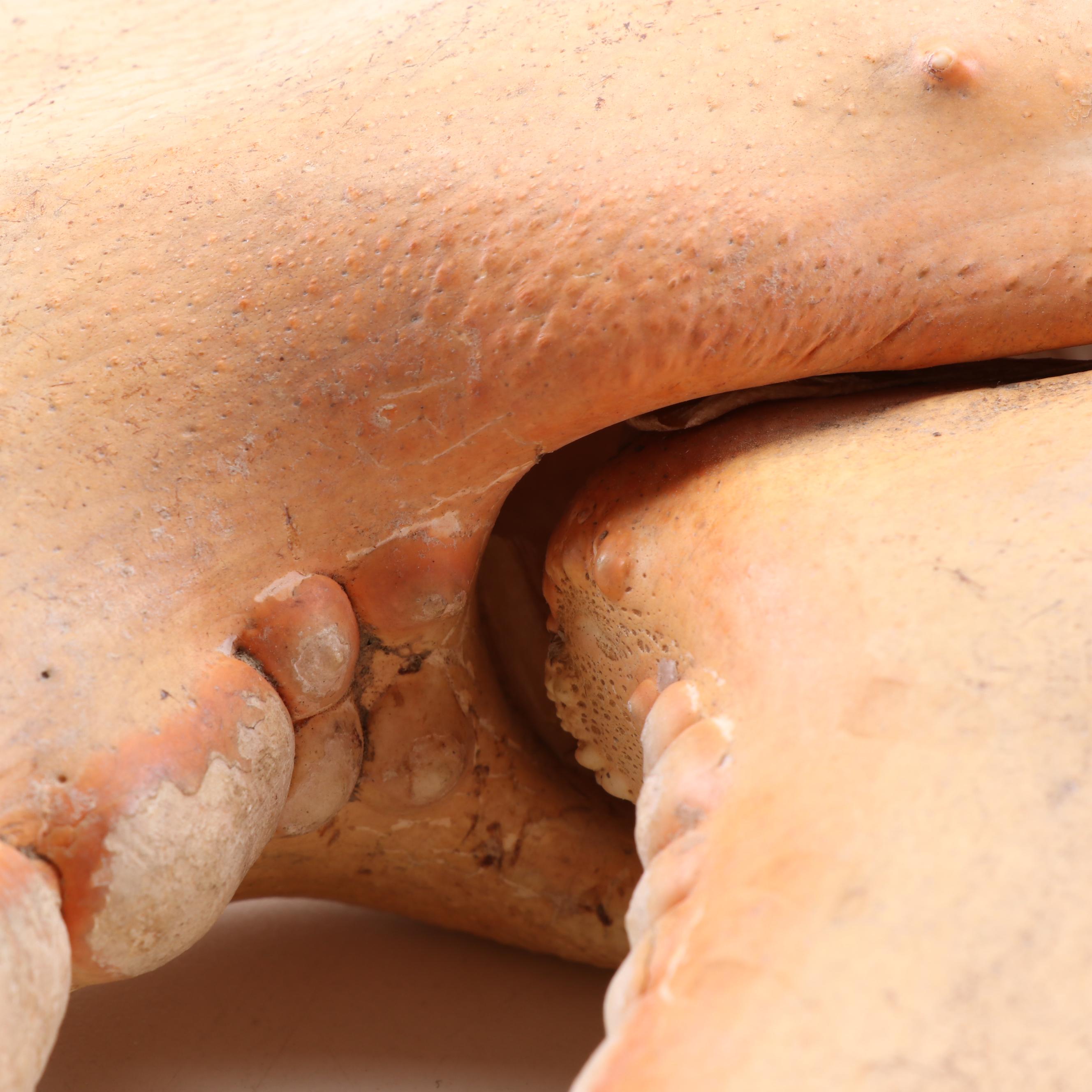 Massive Lobster Crusher Claw on Custom Display Stand, Vintage