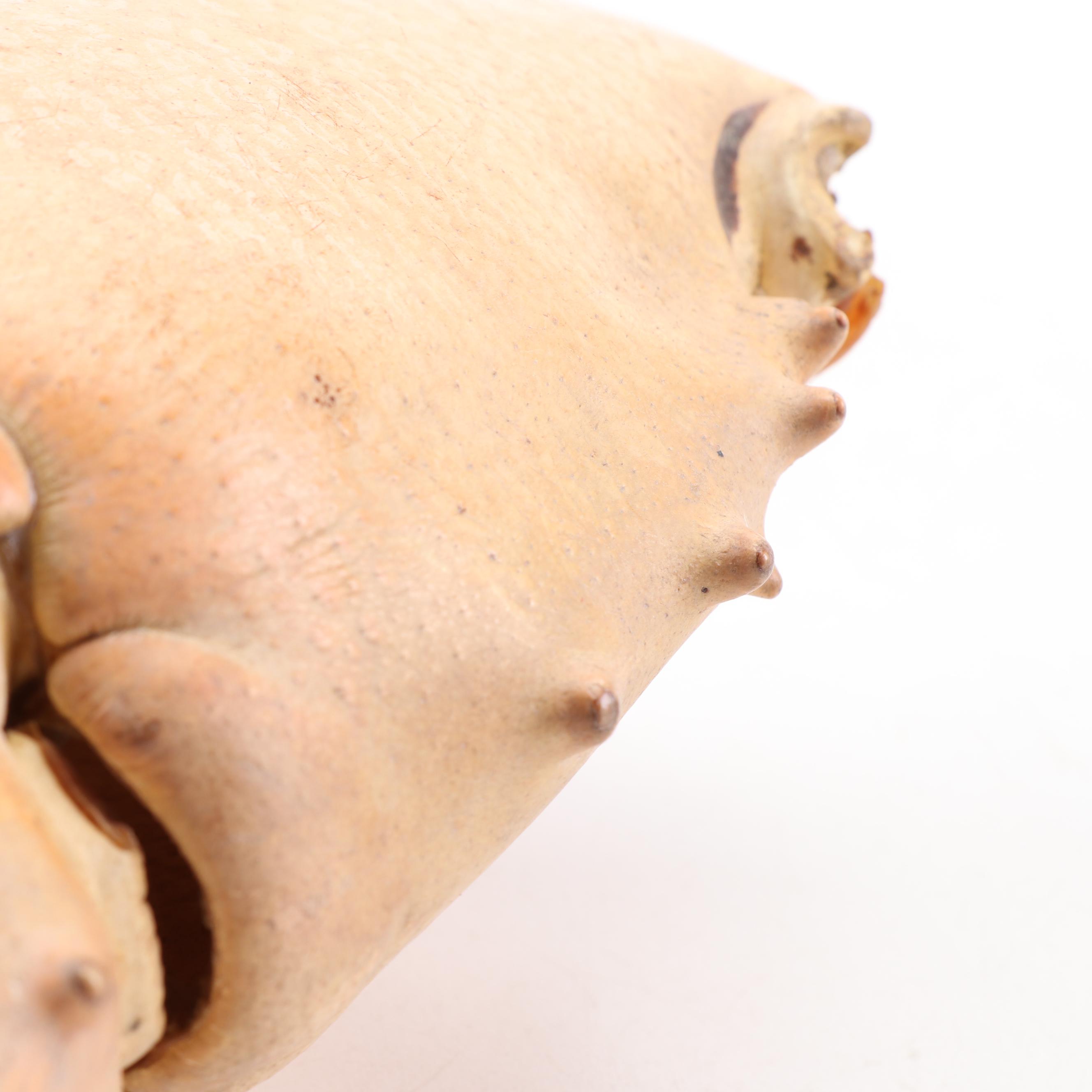 Massive Lobster Crusher Claw on Custom Display Stand, Vintage