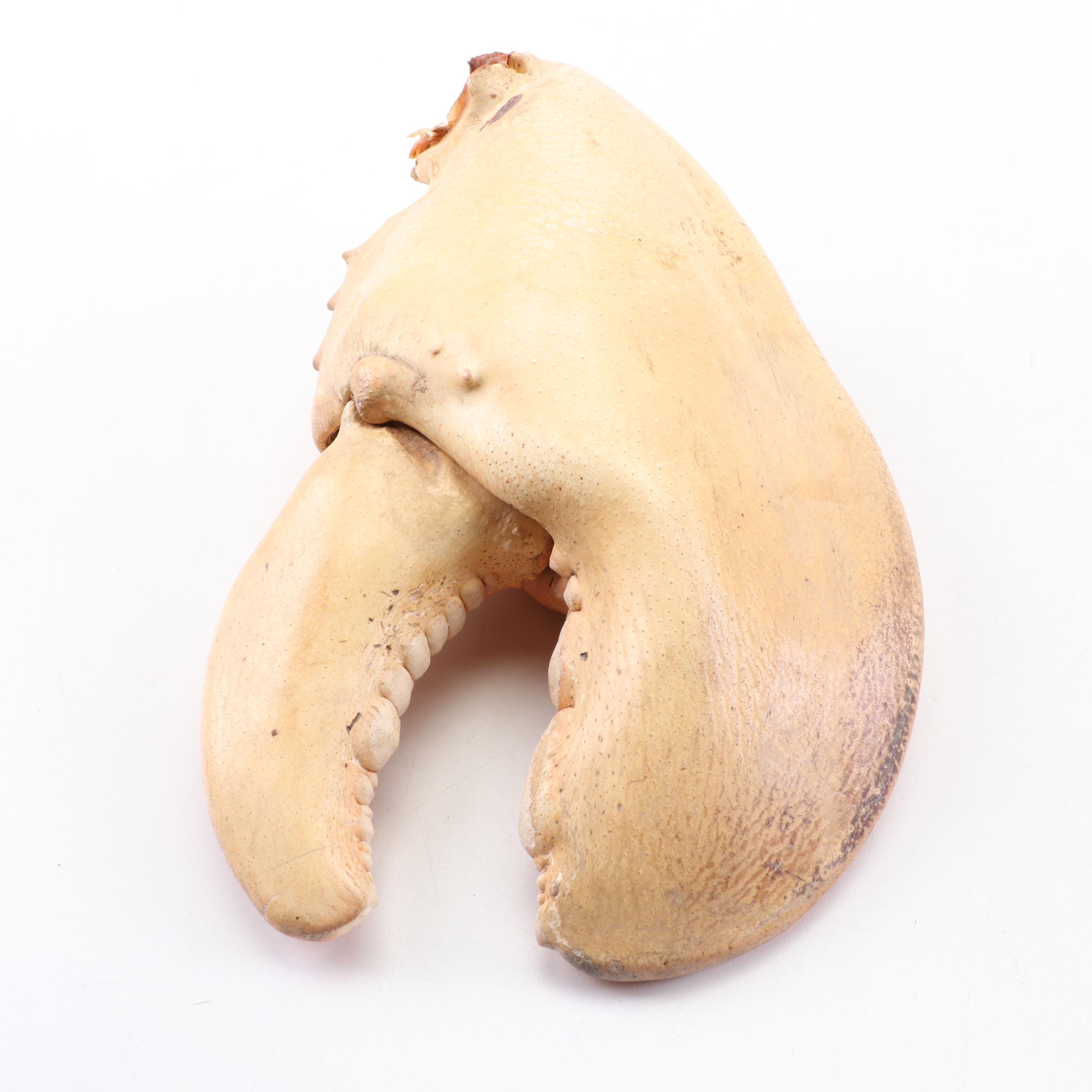 Massive Lobster Crusher Claw on Custom Display Stand, Vintage