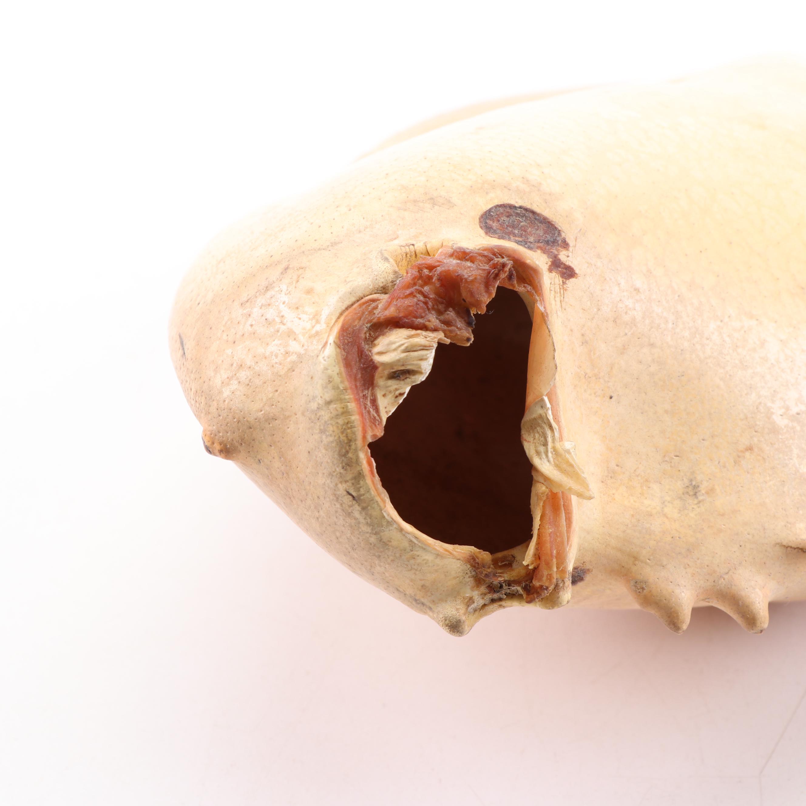 Massive Lobster Crusher Claw on Custom Display Stand, Vintage