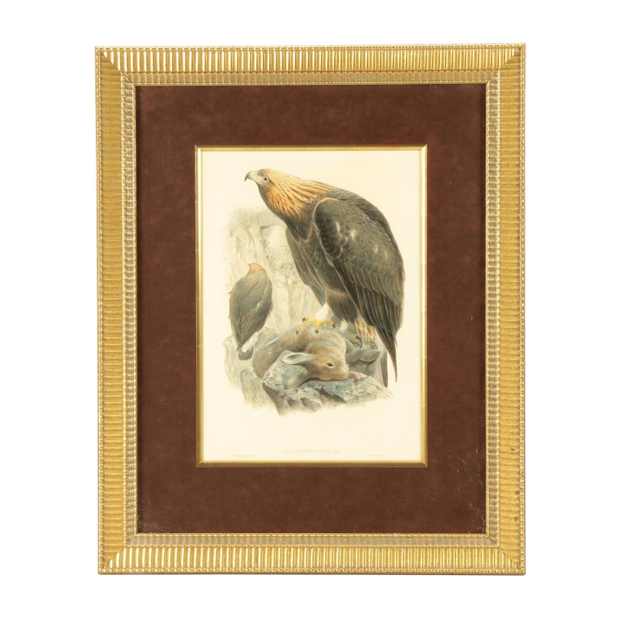 Hand-Colored Lithograph After John Gould "Aquila Chrysaetos, Briss"