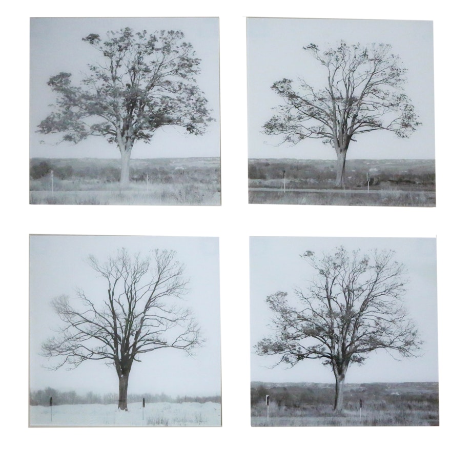 Four Black & White Prints of Trees on Glass