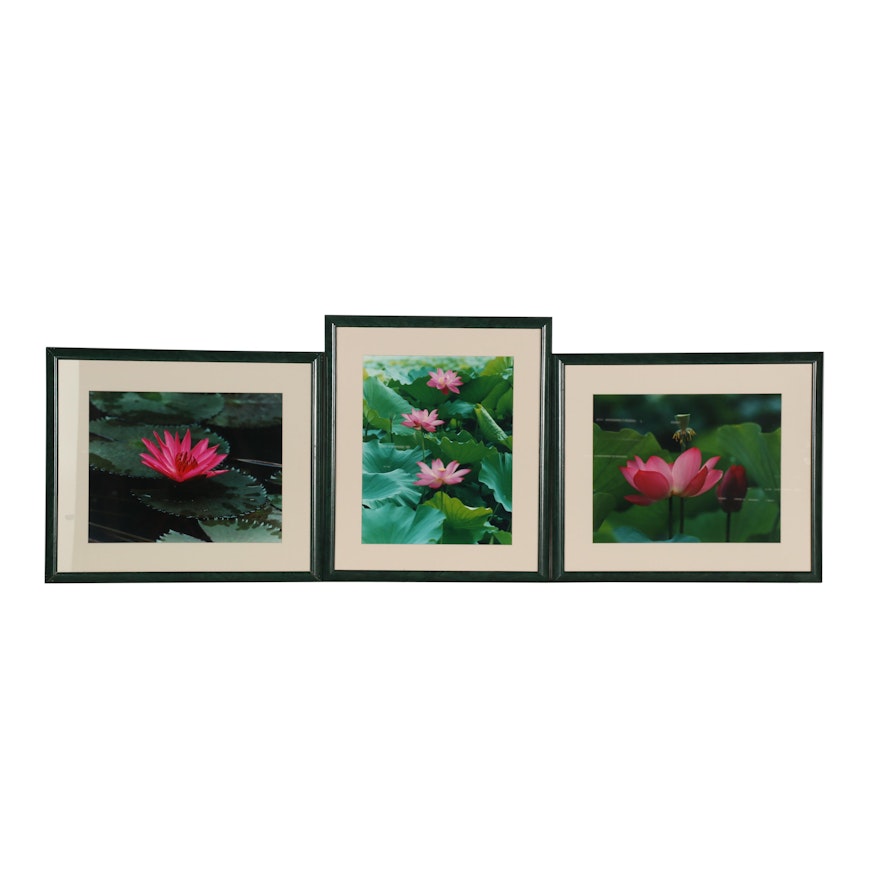 Water Lily Color Photographs