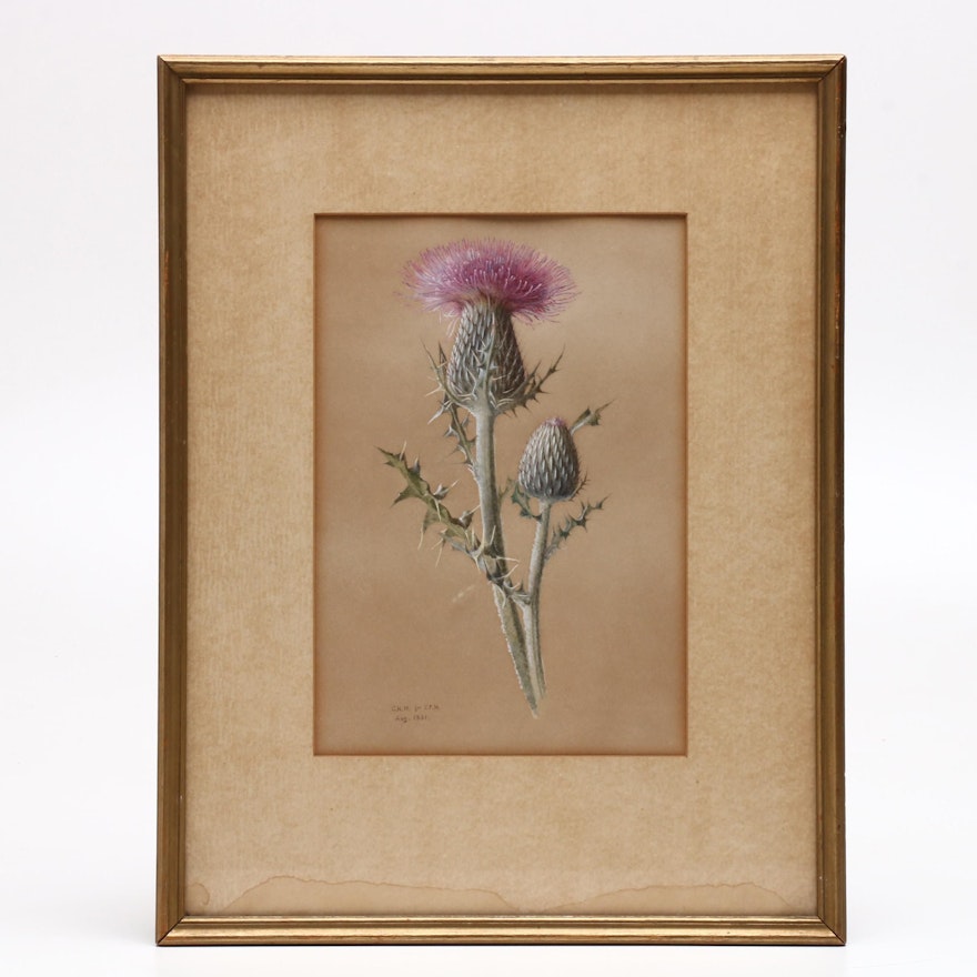 1881 Thistle Study Gouache Painting