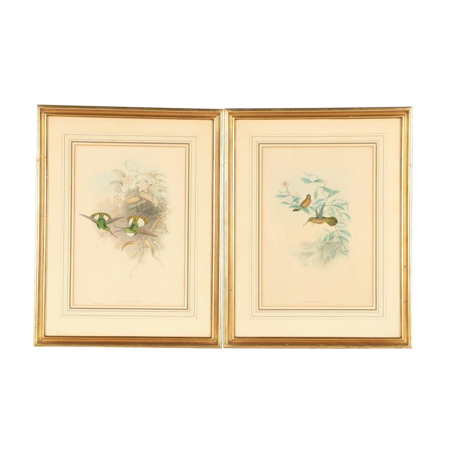 Ornithological Hand-Colored Lithographs After John Gould