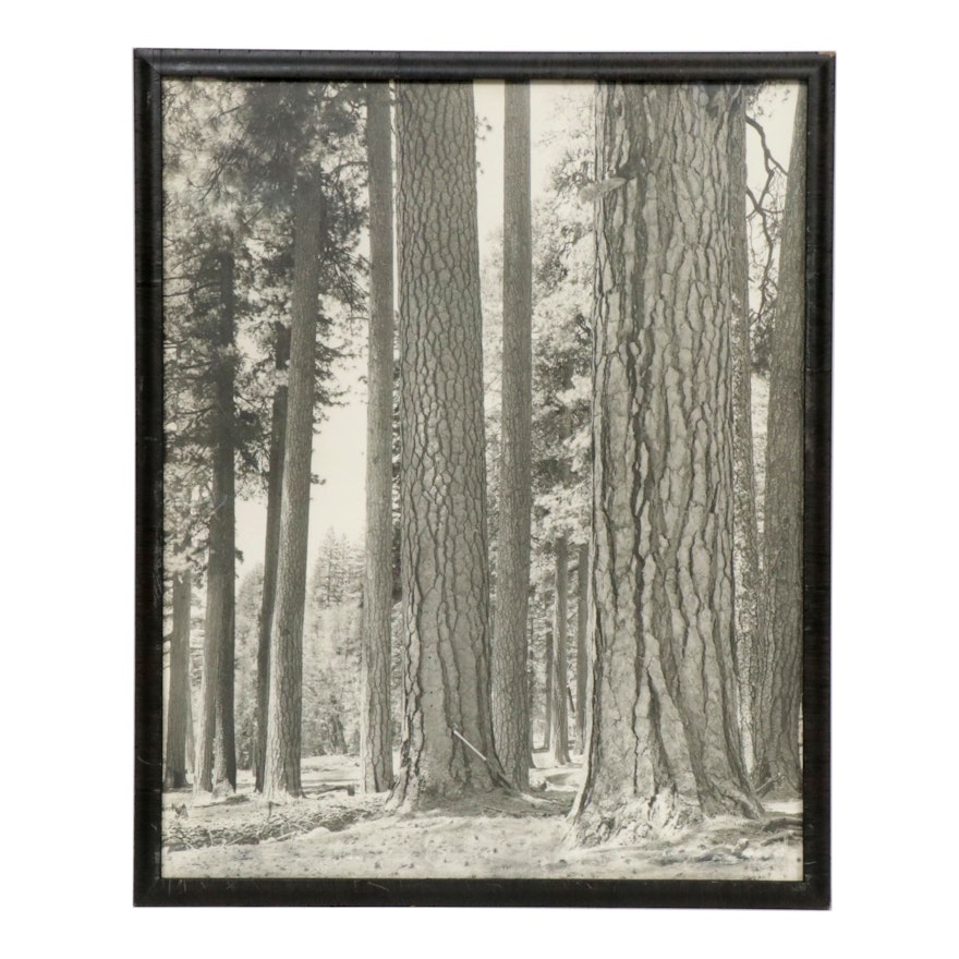 Black and White Forest Photograph