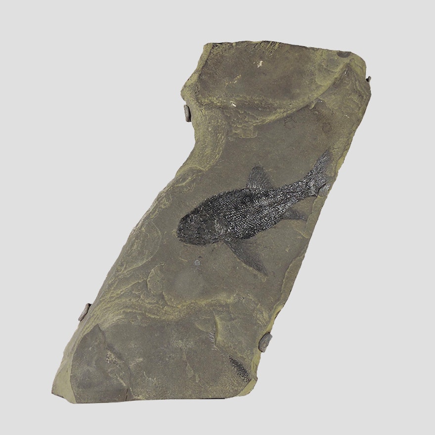 Prehistoric Fish Fossil on Slate Stone