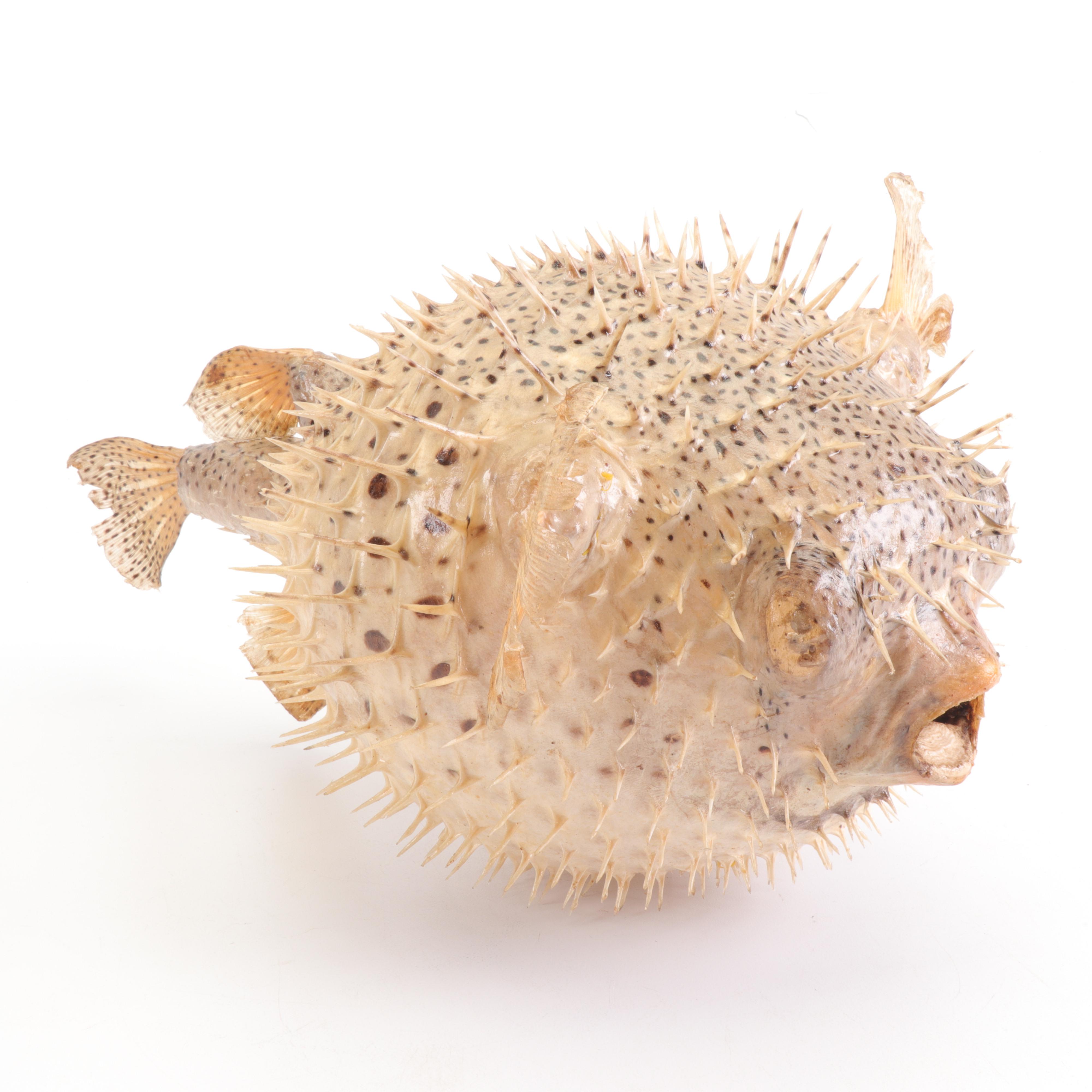 Puffer Fish Taxidermy Mount