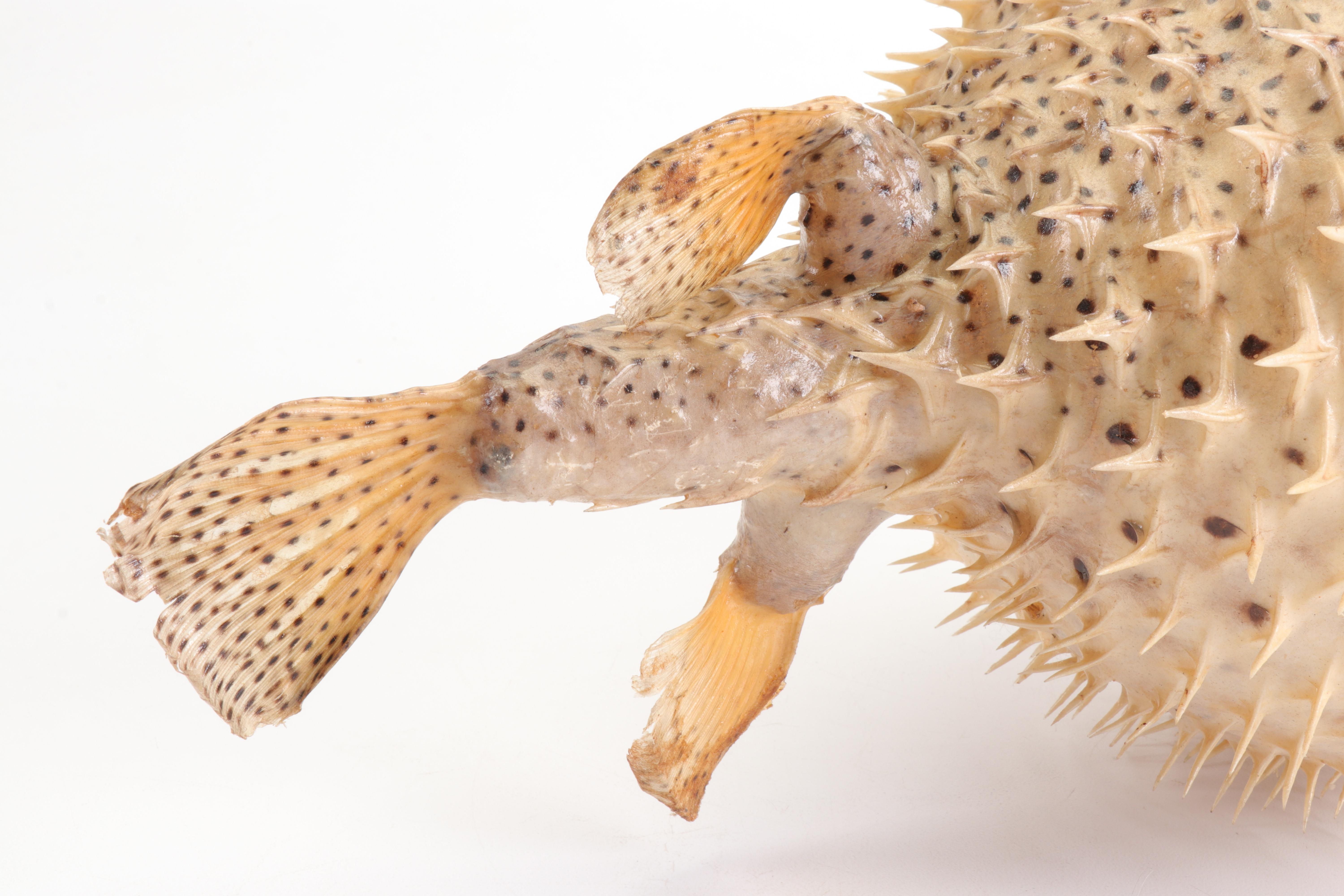 Puffer Fish Taxidermy Mount