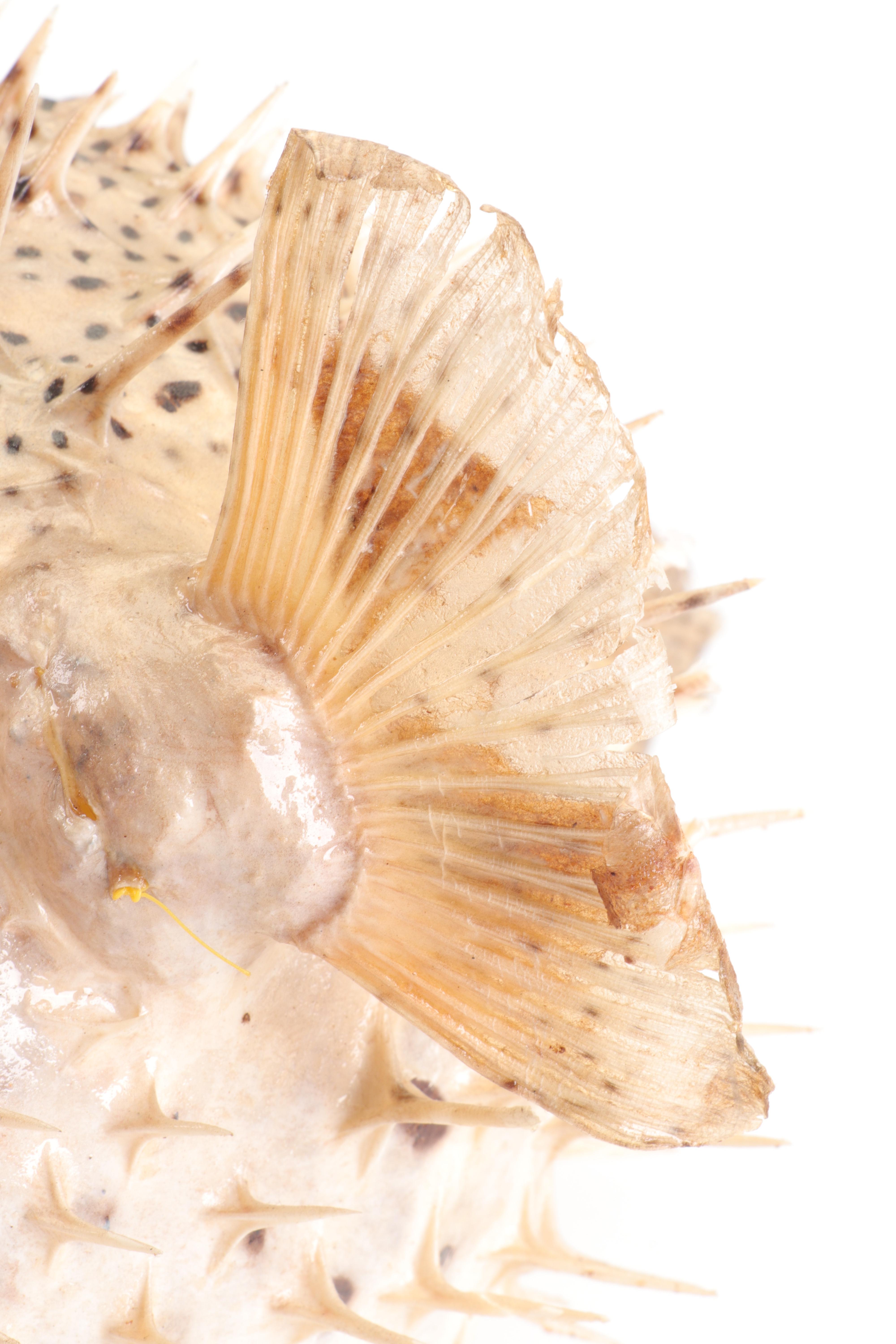 Puffer Fish Taxidermy Mount