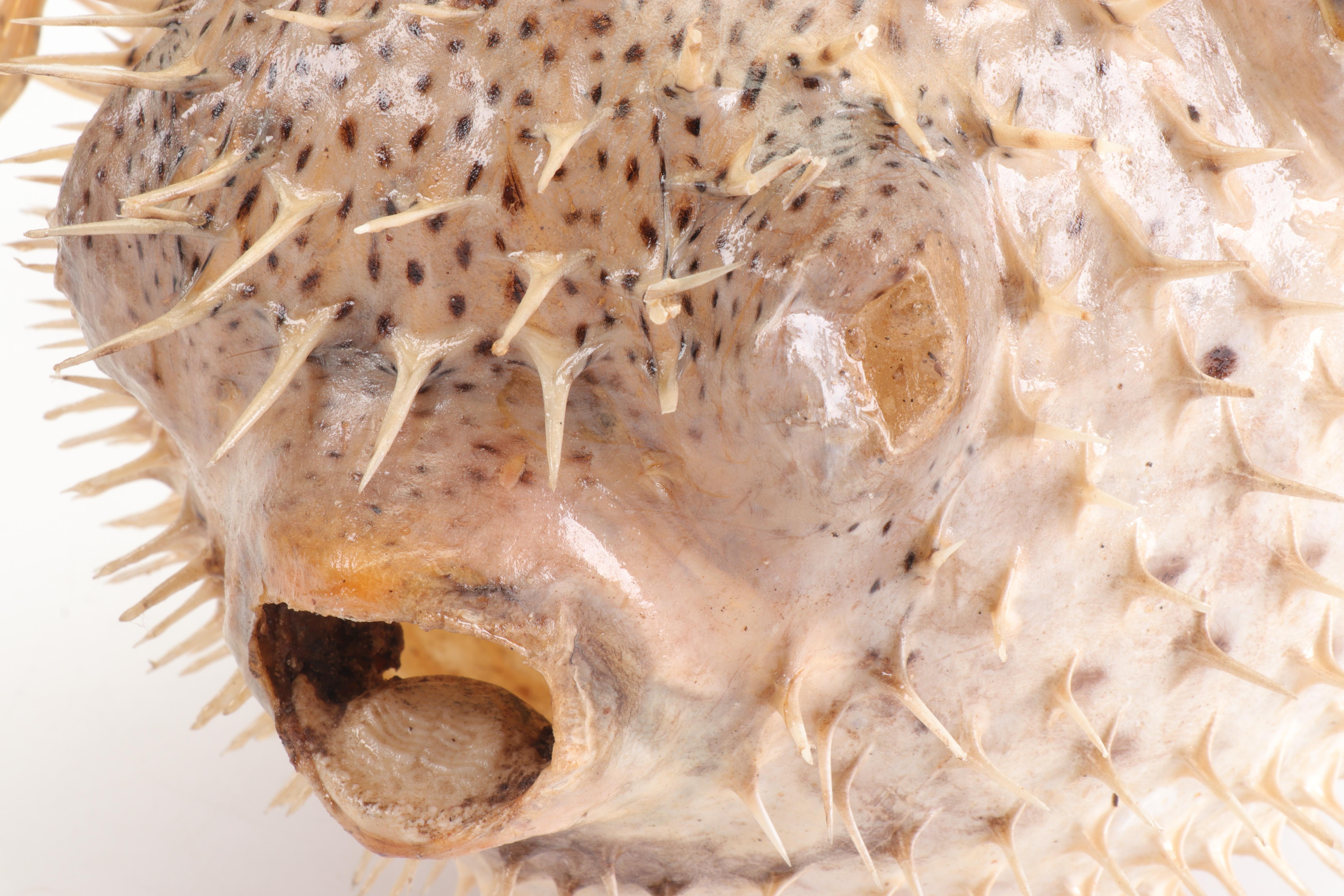 Puffer Fish Taxidermy Mount