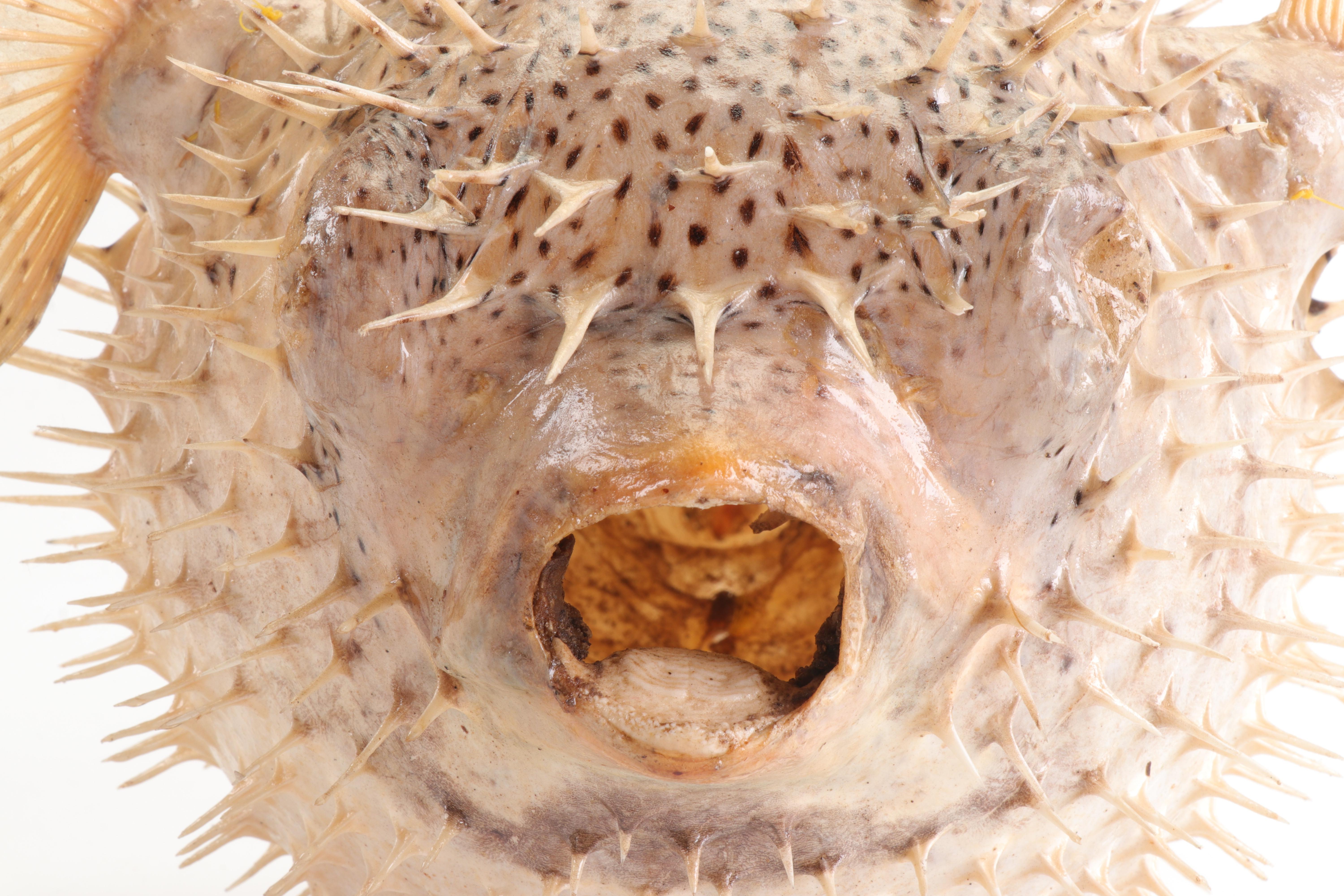 Puffer Fish Taxidermy Mount