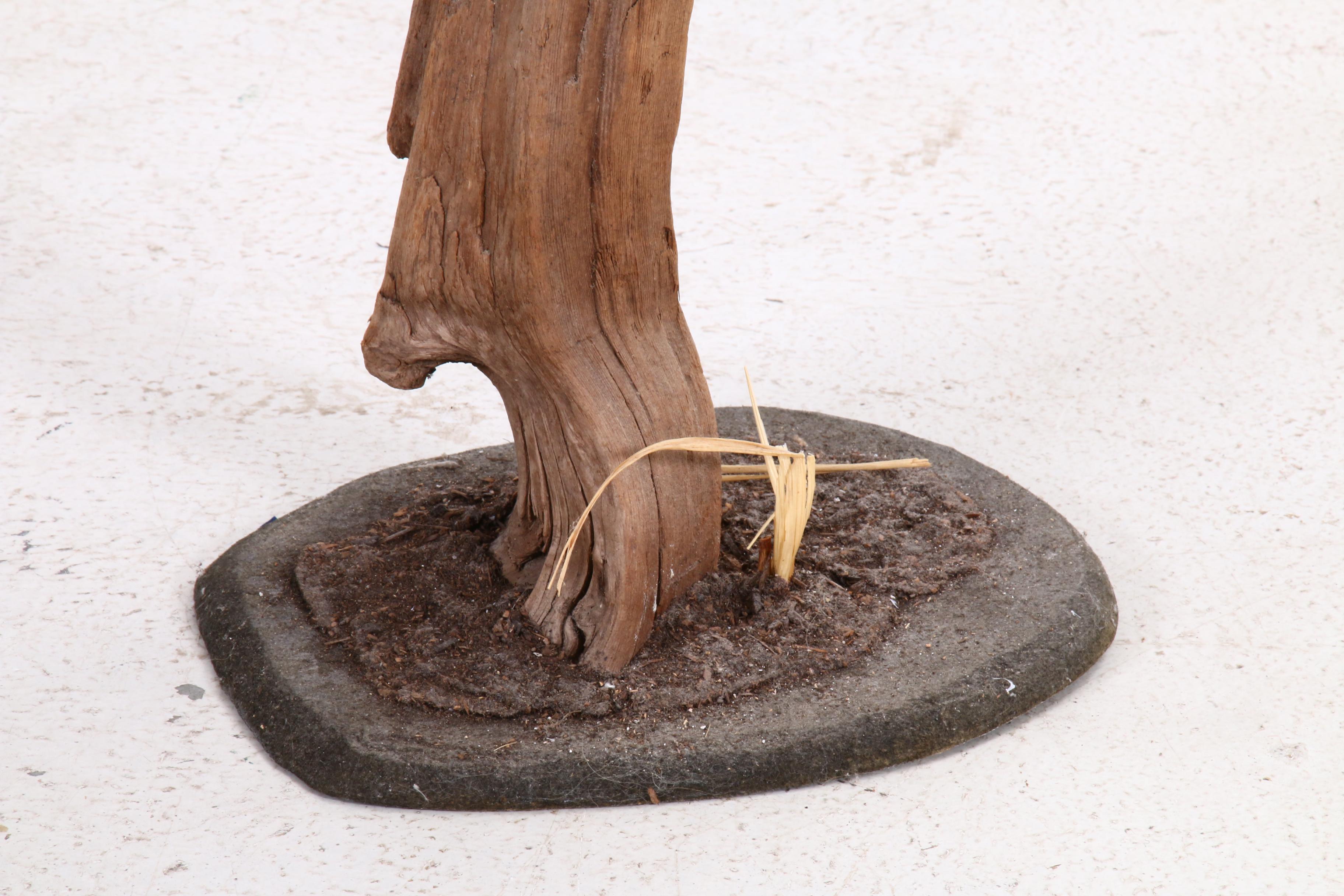 Mounted Taxidermy Pheasant