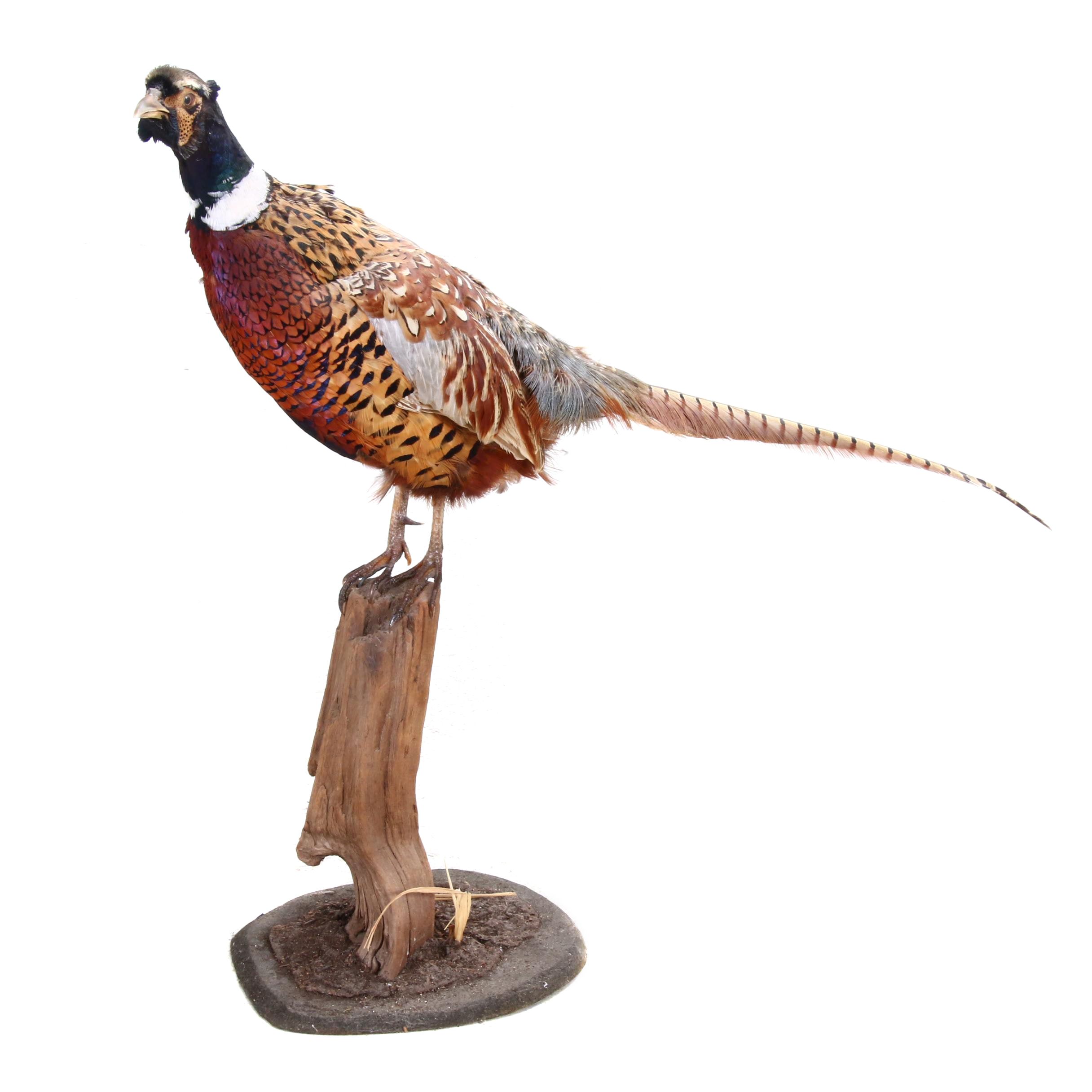 Mounted Taxidermy Pheasant
