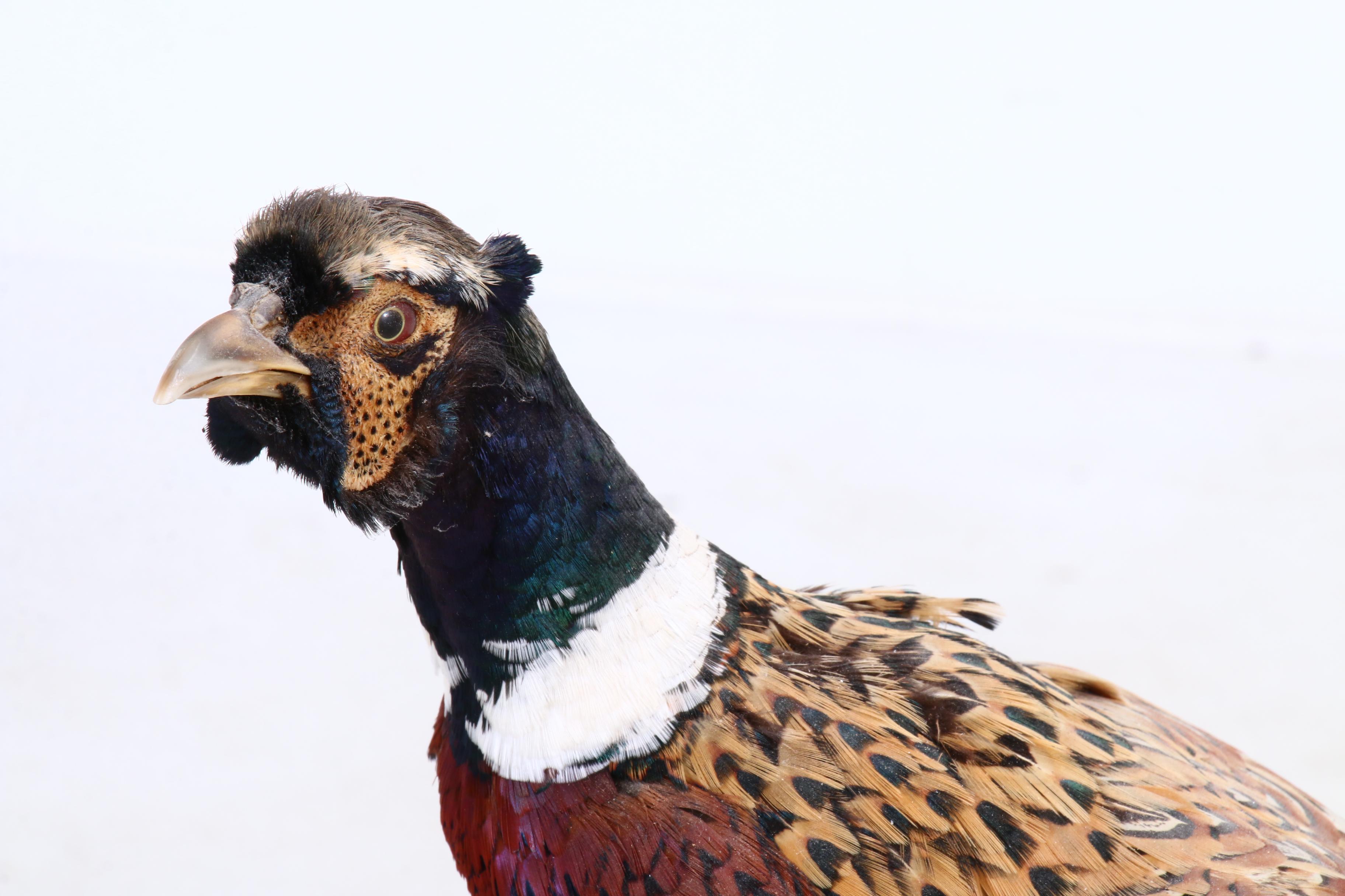Mounted Taxidermy Pheasant