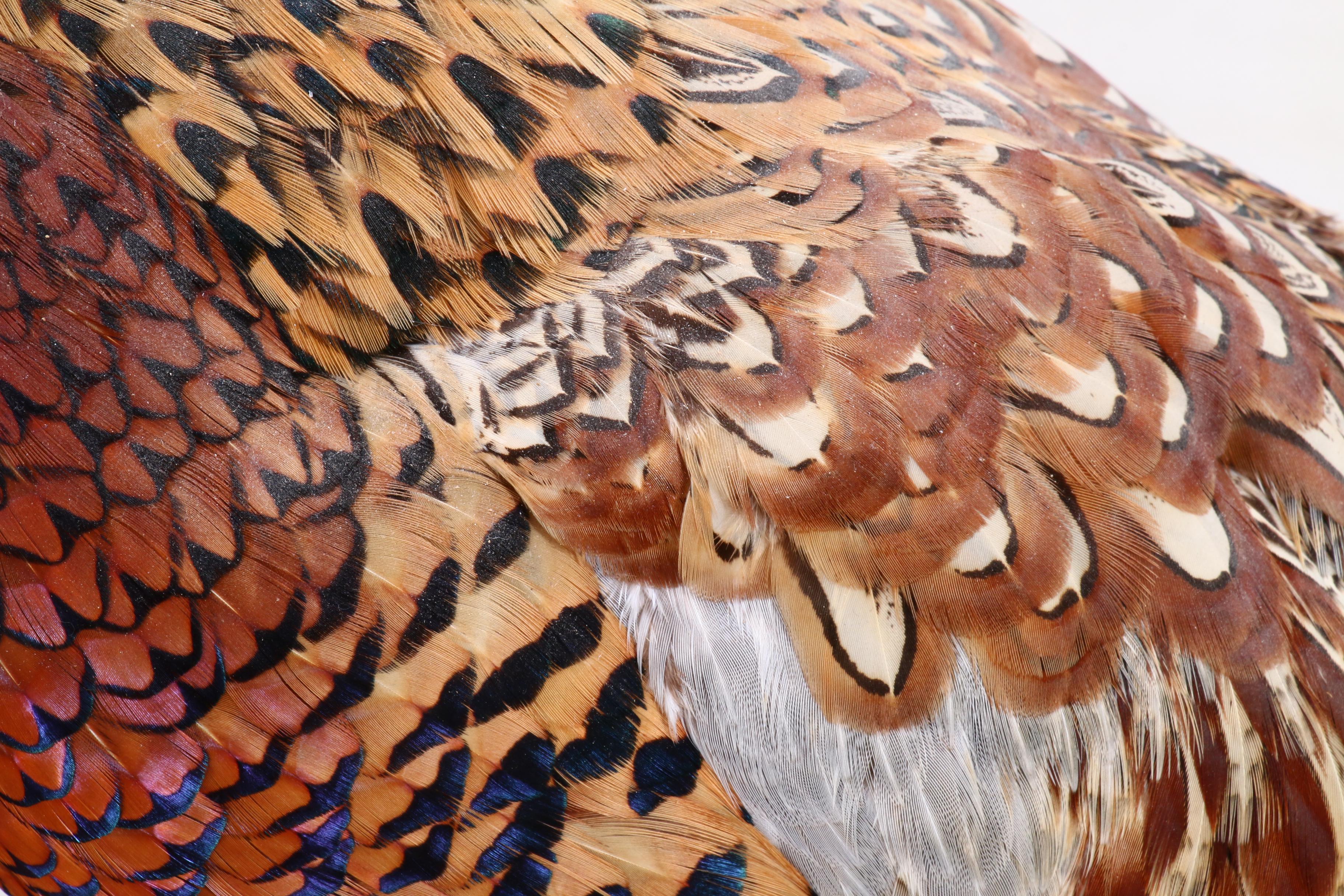 Mounted Taxidermy Pheasant