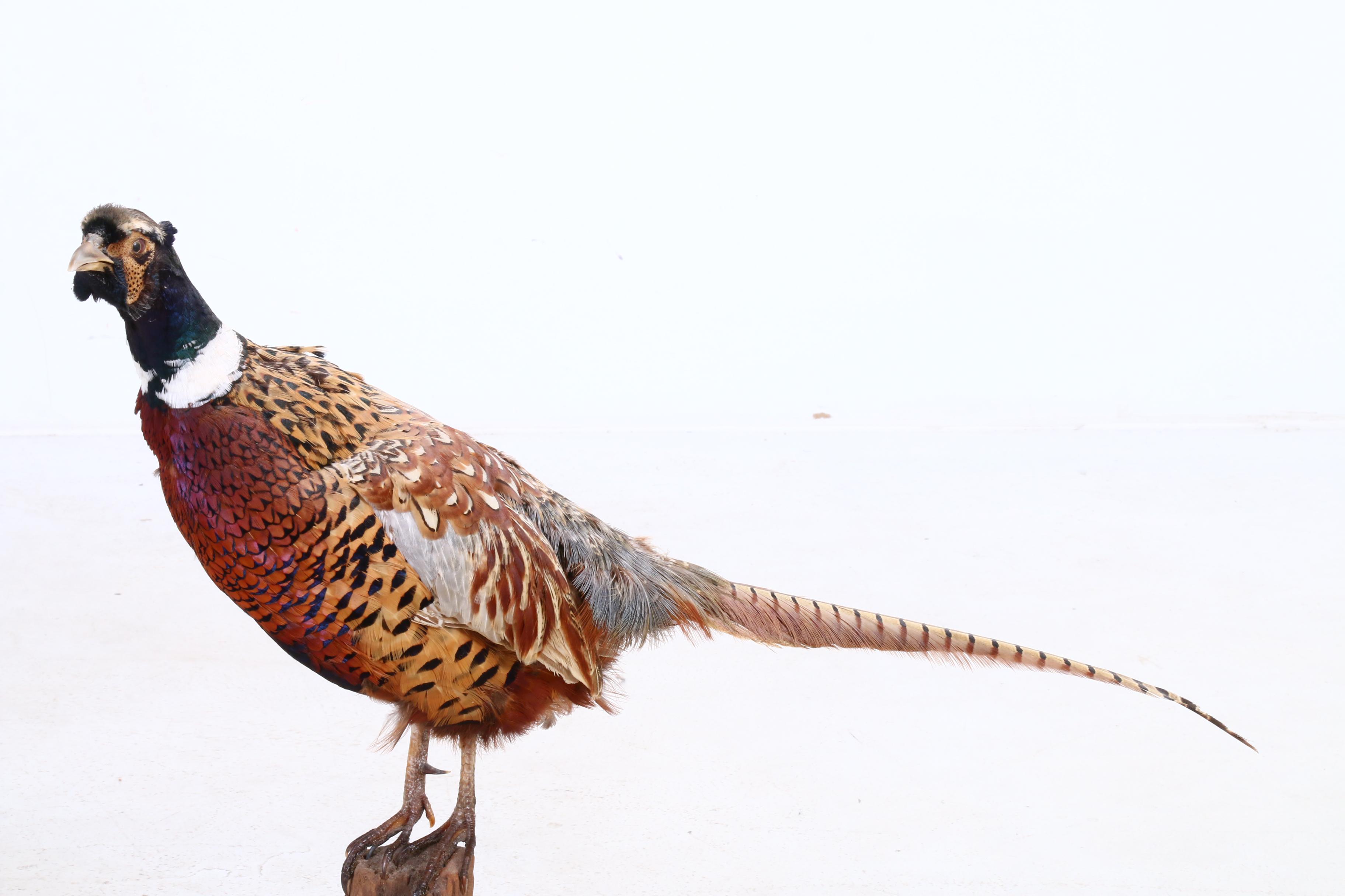 Mounted Taxidermy Pheasant
