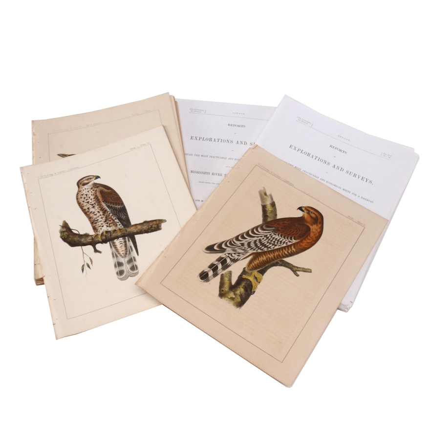 Hand-colored Ornithological Lithographs after John Mix Stanley