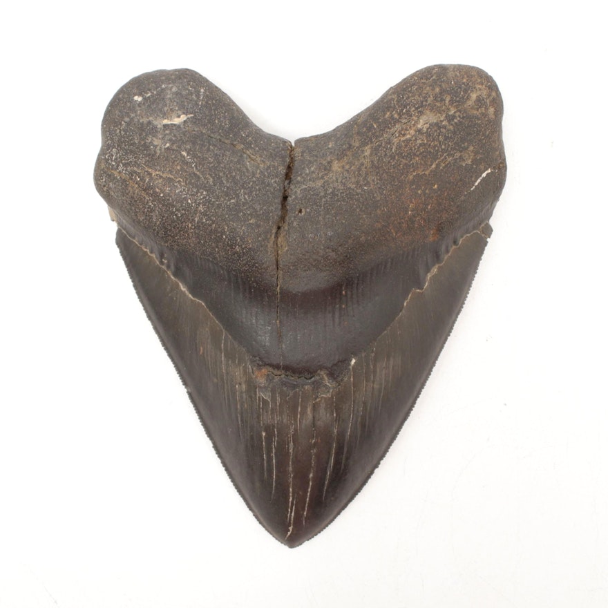 Fossilized Megalodon Tooth