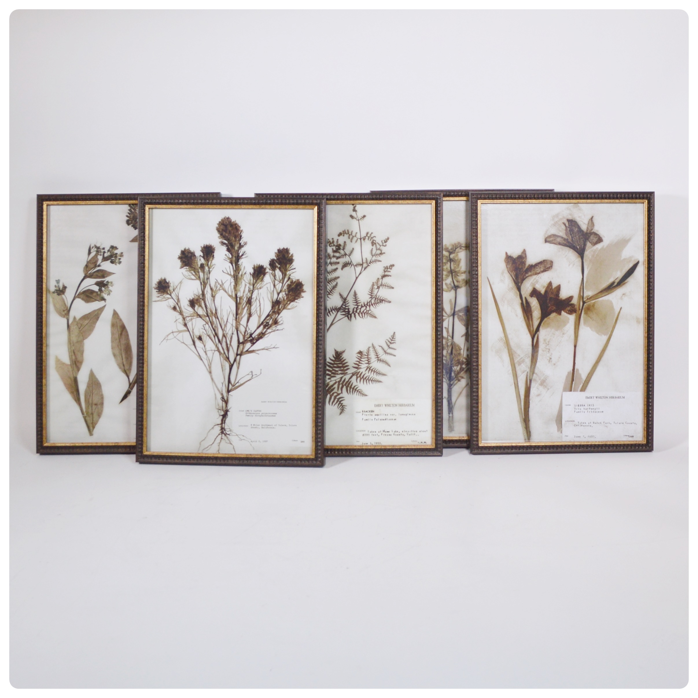 Offset Lithographs After the Emery Whilton Herbarium