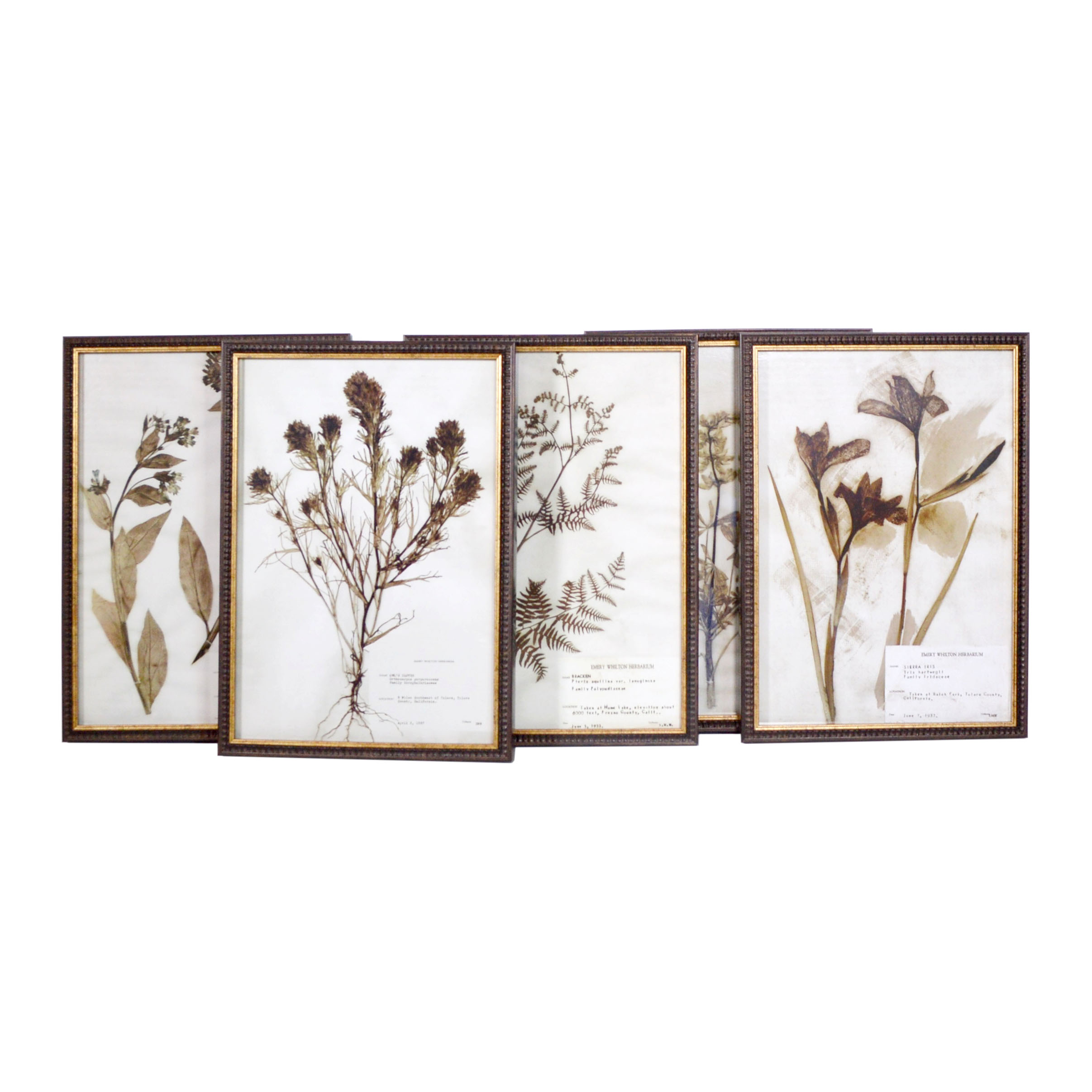 Offset Lithographs After the Emery Whilton Herbarium
