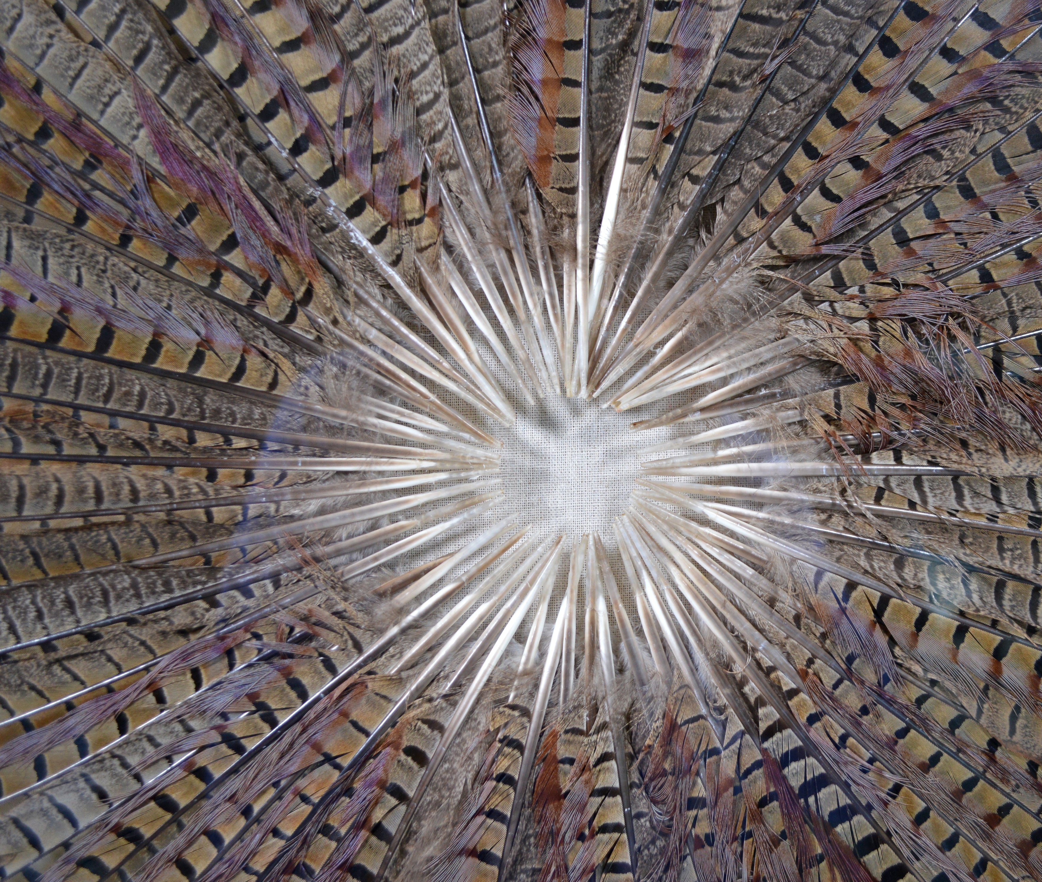 Revelation by Uttermost Feather Wall Art