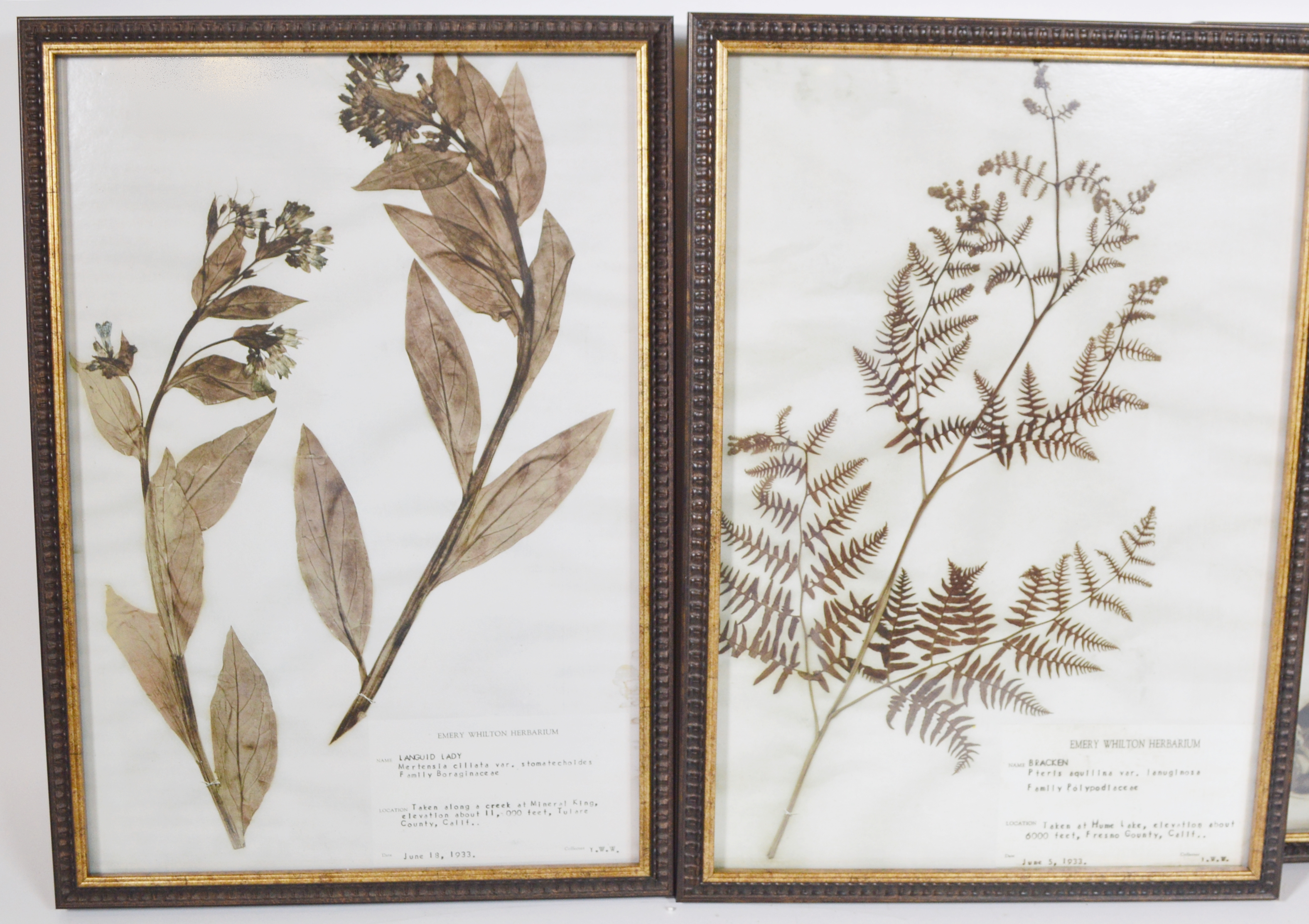 Offset Lithographs After the Emery Whilton Herbarium